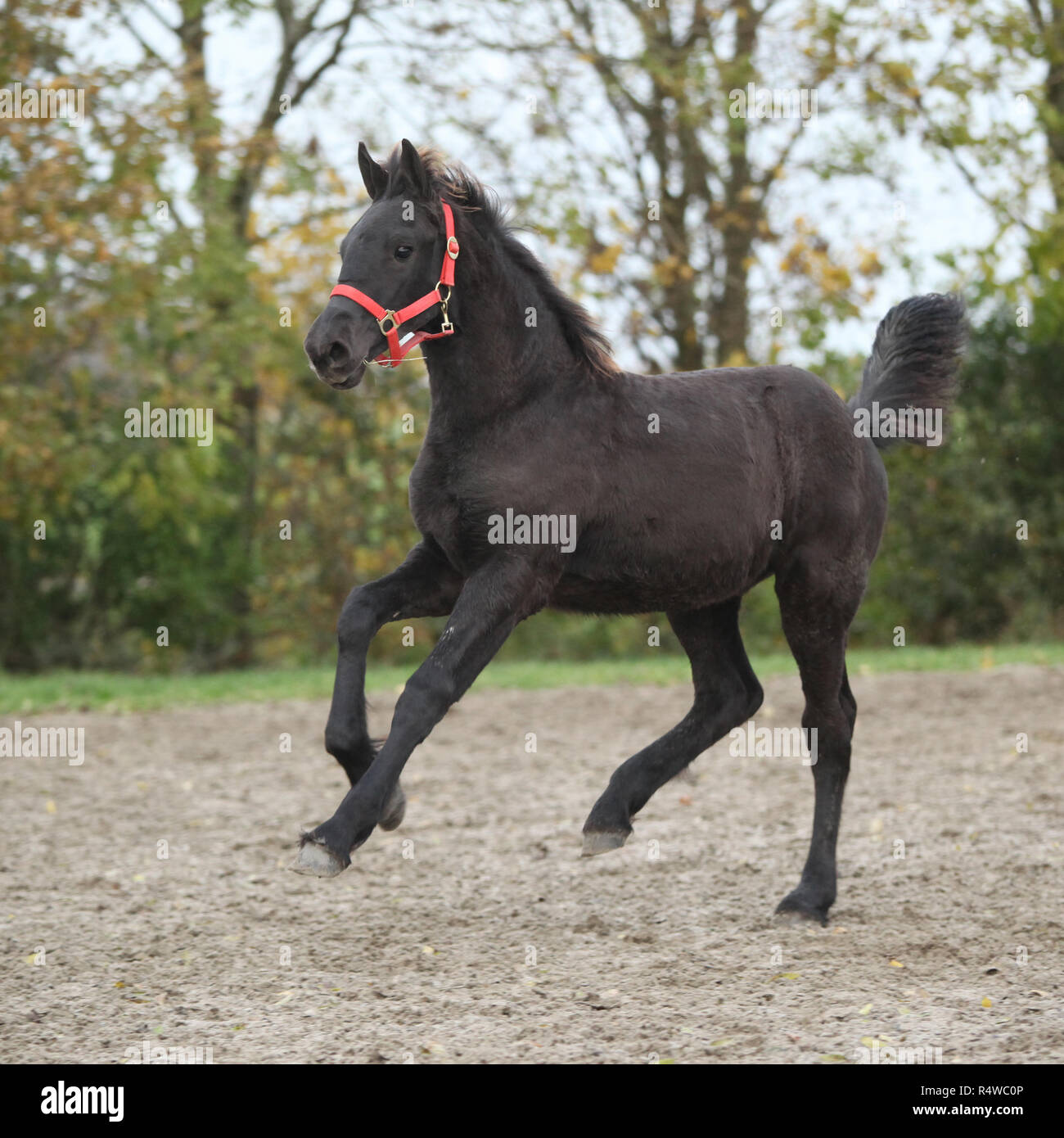 Beau poulain frison avec dos-nu rouge tournant sur le sable en automne Banque D'Images