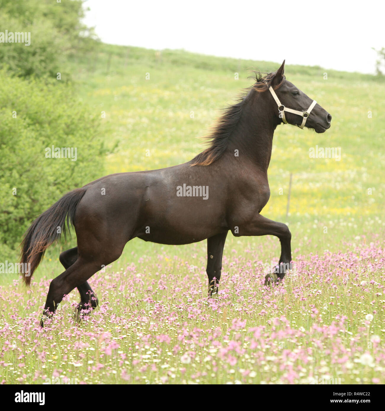 Cheval frison noir s'exécutant sur des pâturages avec des fleurs roses Banque D'Images