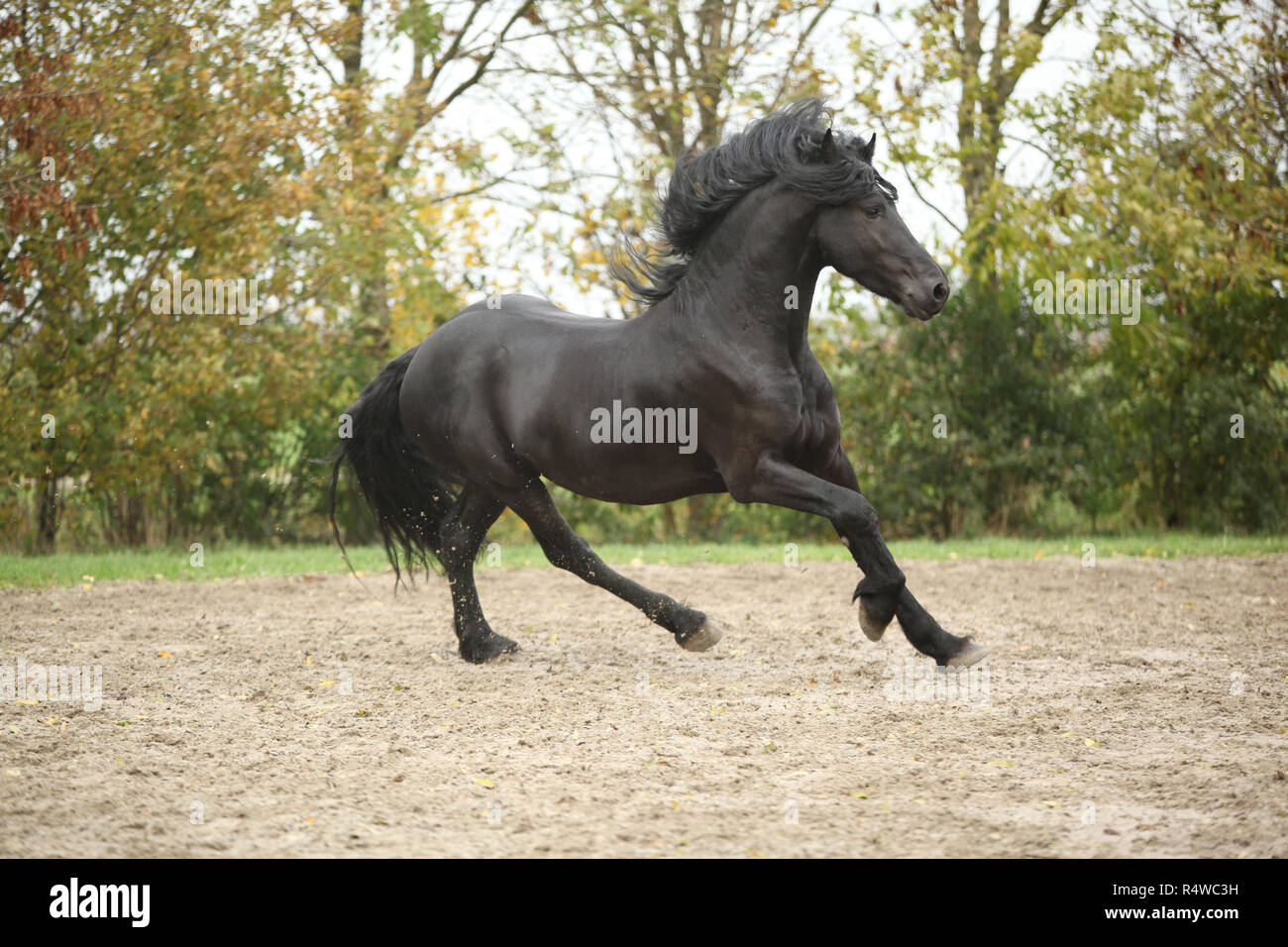 Belle black friesian stallion tournant sur le sable en automne Banque D'Images
