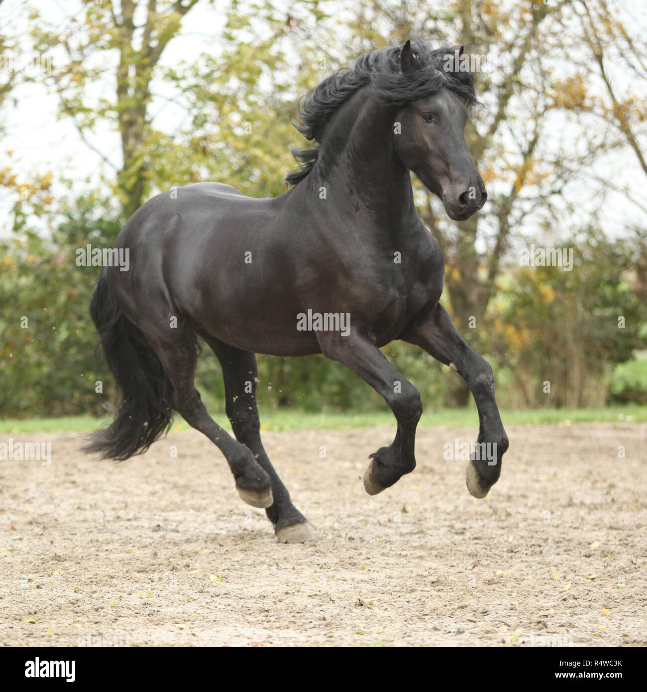 Belle black friesian stallion tournant sur le sable en automne Banque D'Images