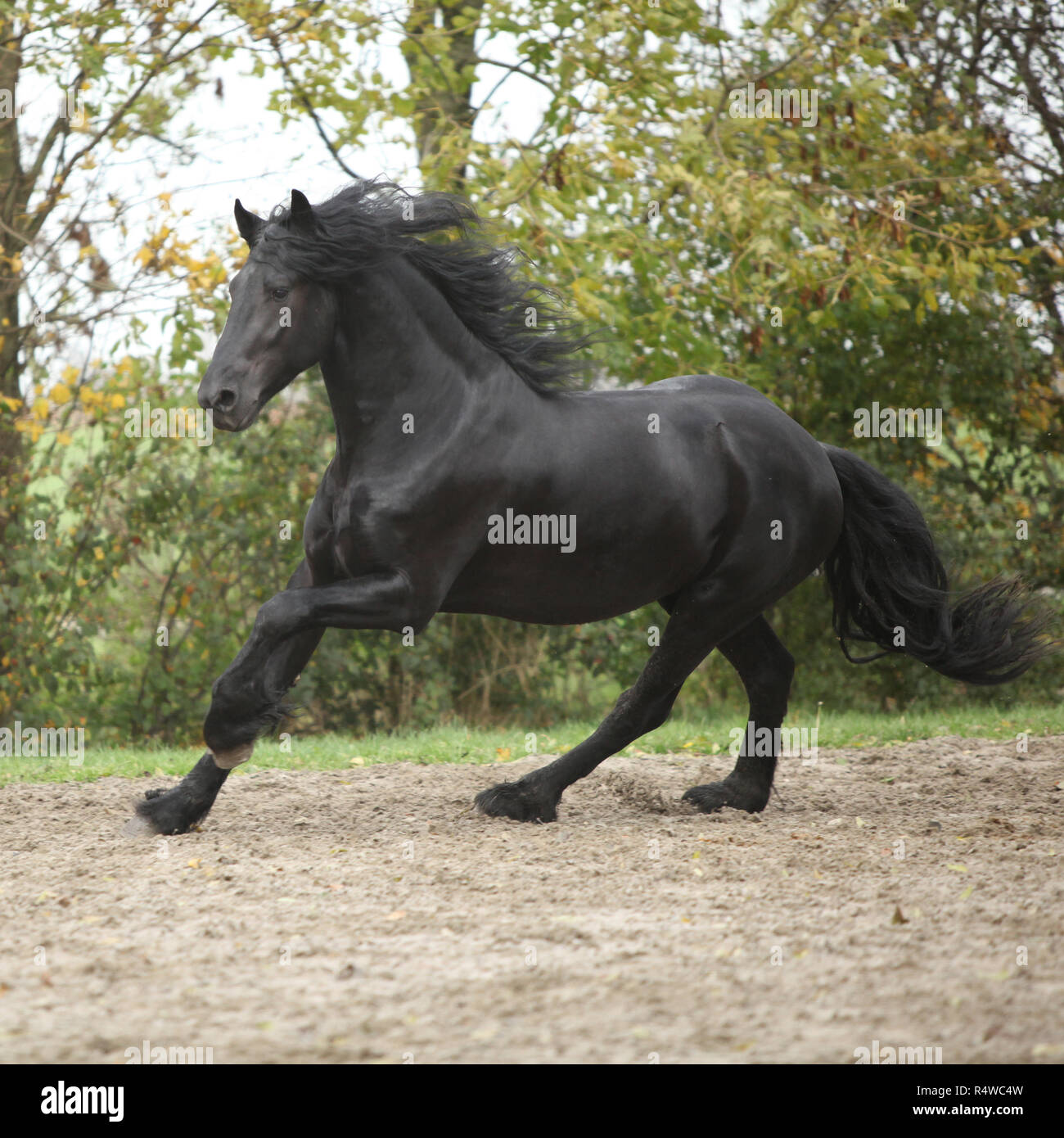 Belle black friesian stallion tournant sur le sable en automne Banque D'Images