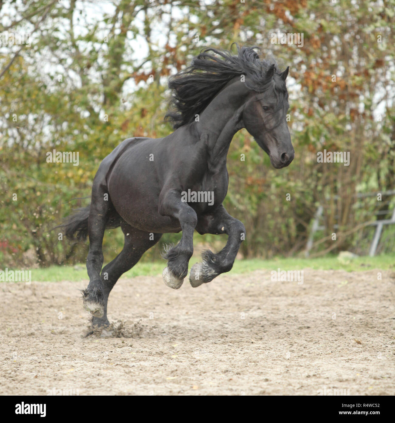Belle black friesian stallion tournant sur le sable en automne Banque D'Images