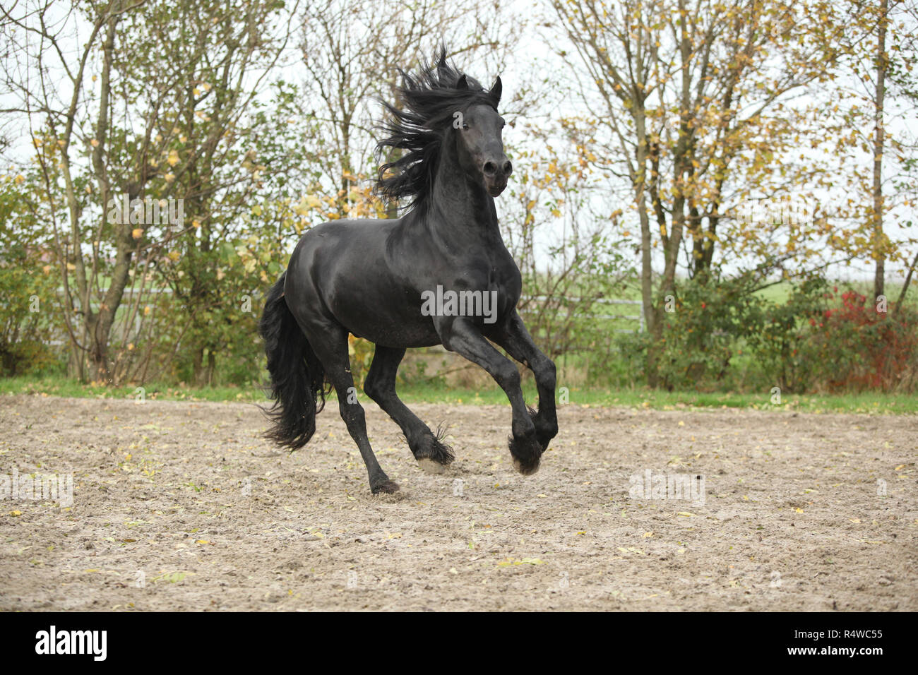 Belle black étalon frison galoper sur le sable en automne Banque D'Images