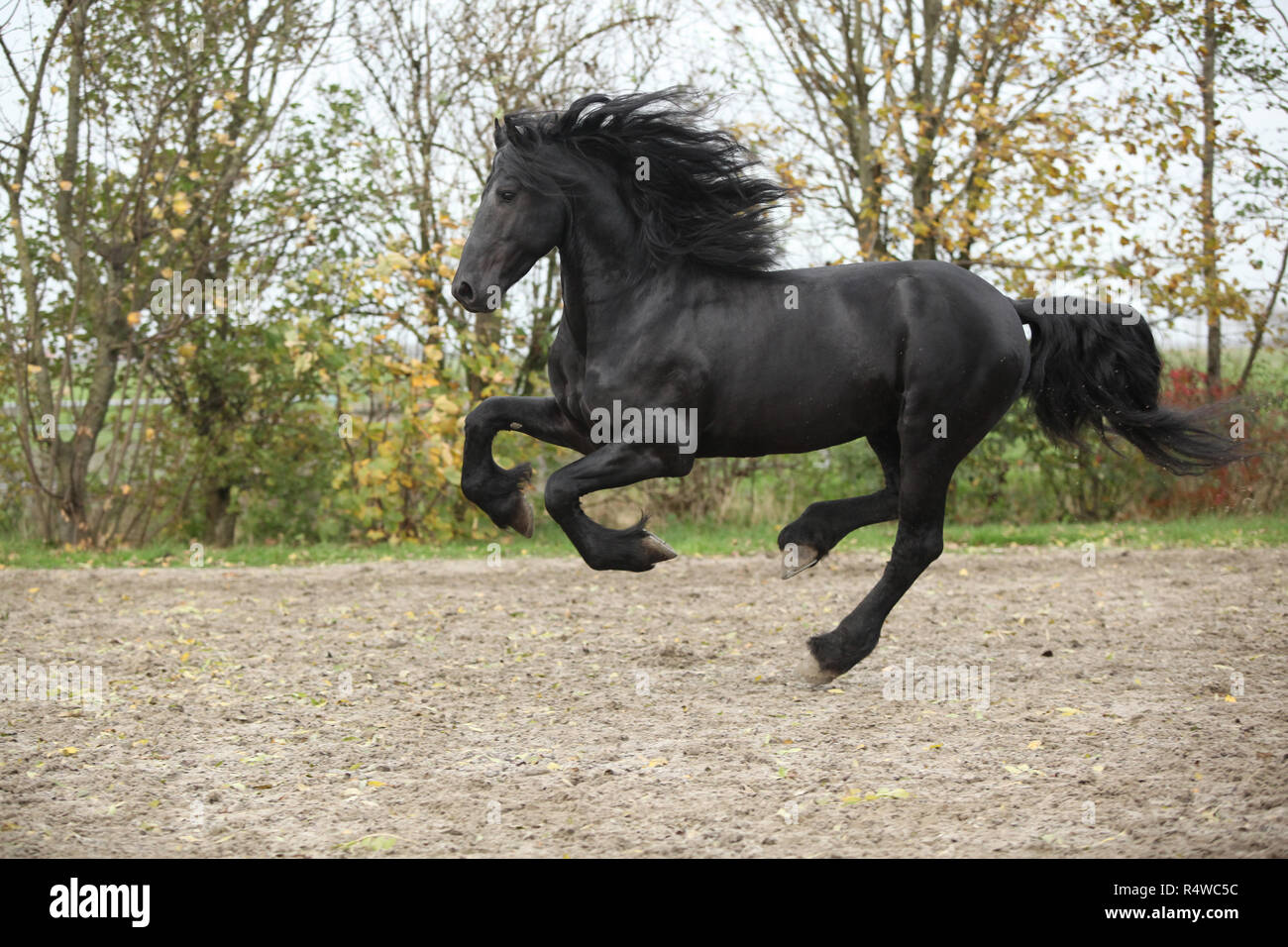 Belle black friesian stallion tournant sur le sable en automne Banque D'Images