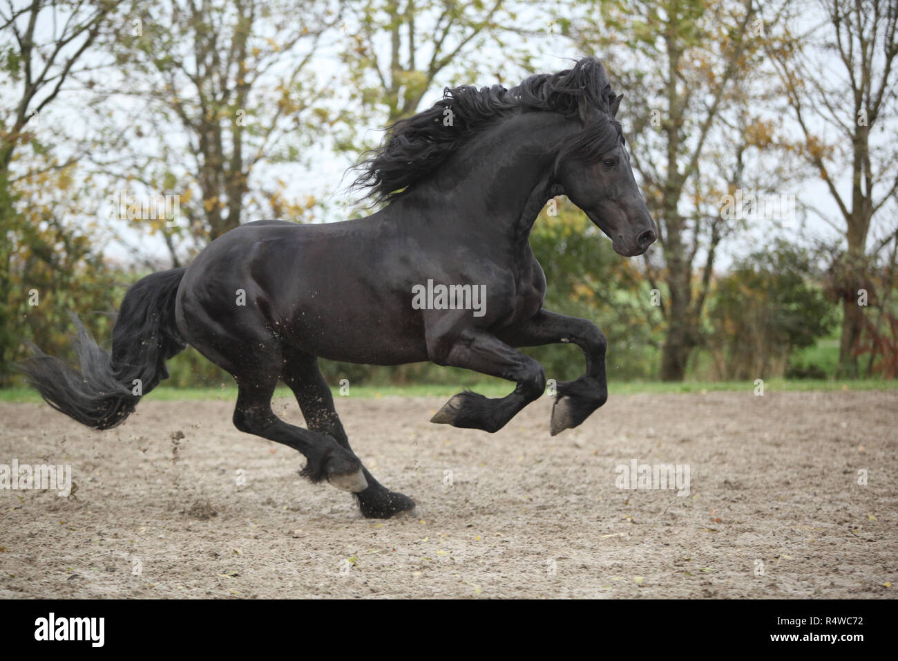 Étalon frison noir parfaite exécution sur le sable en automne Banque D'Images
