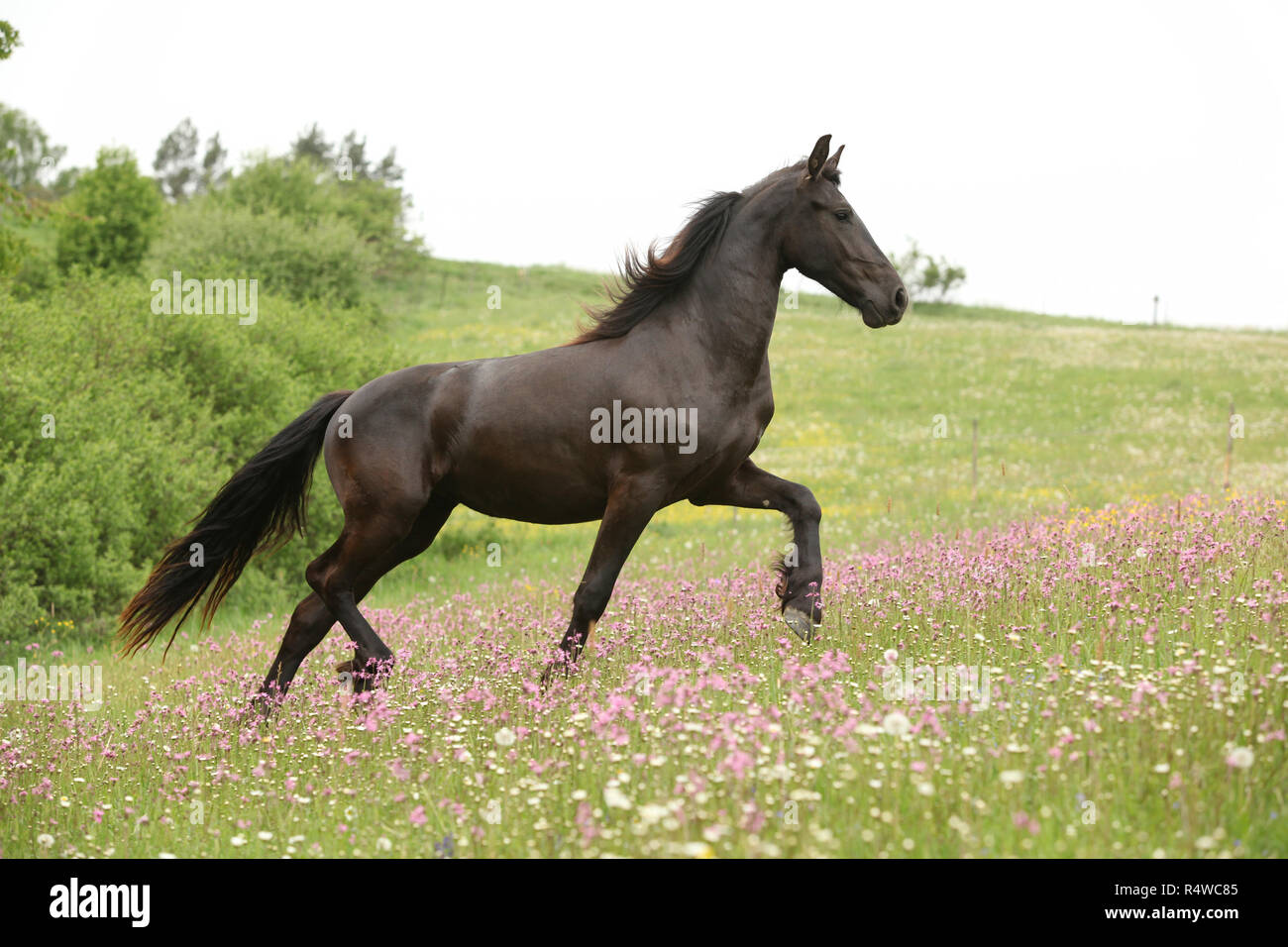 Cheval frison noir s'exécutant sur des pâturages avec des fleurs roses Banque D'Images