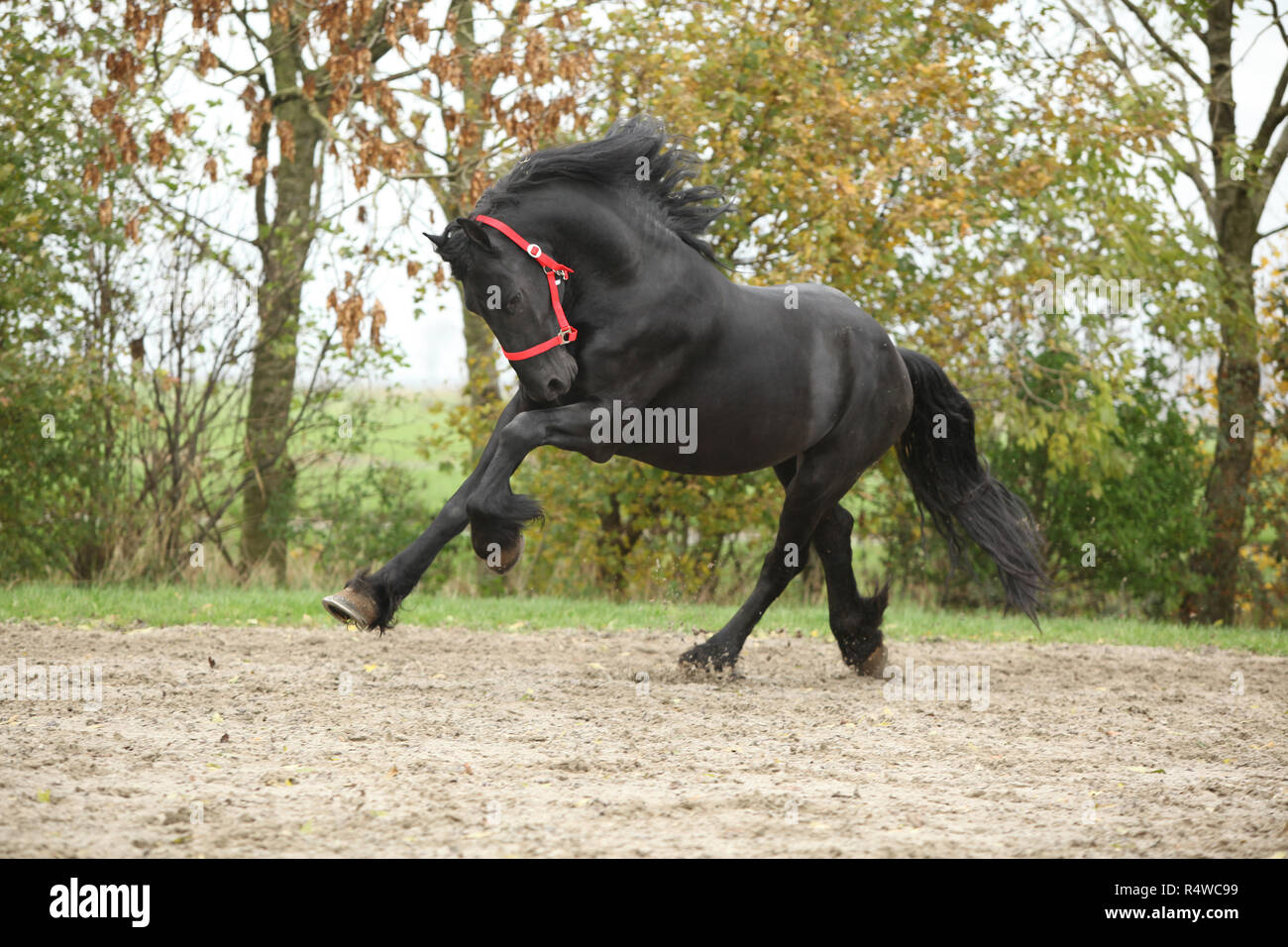 Étalon frison noir tournant sur le sable en automne Banque D'Images