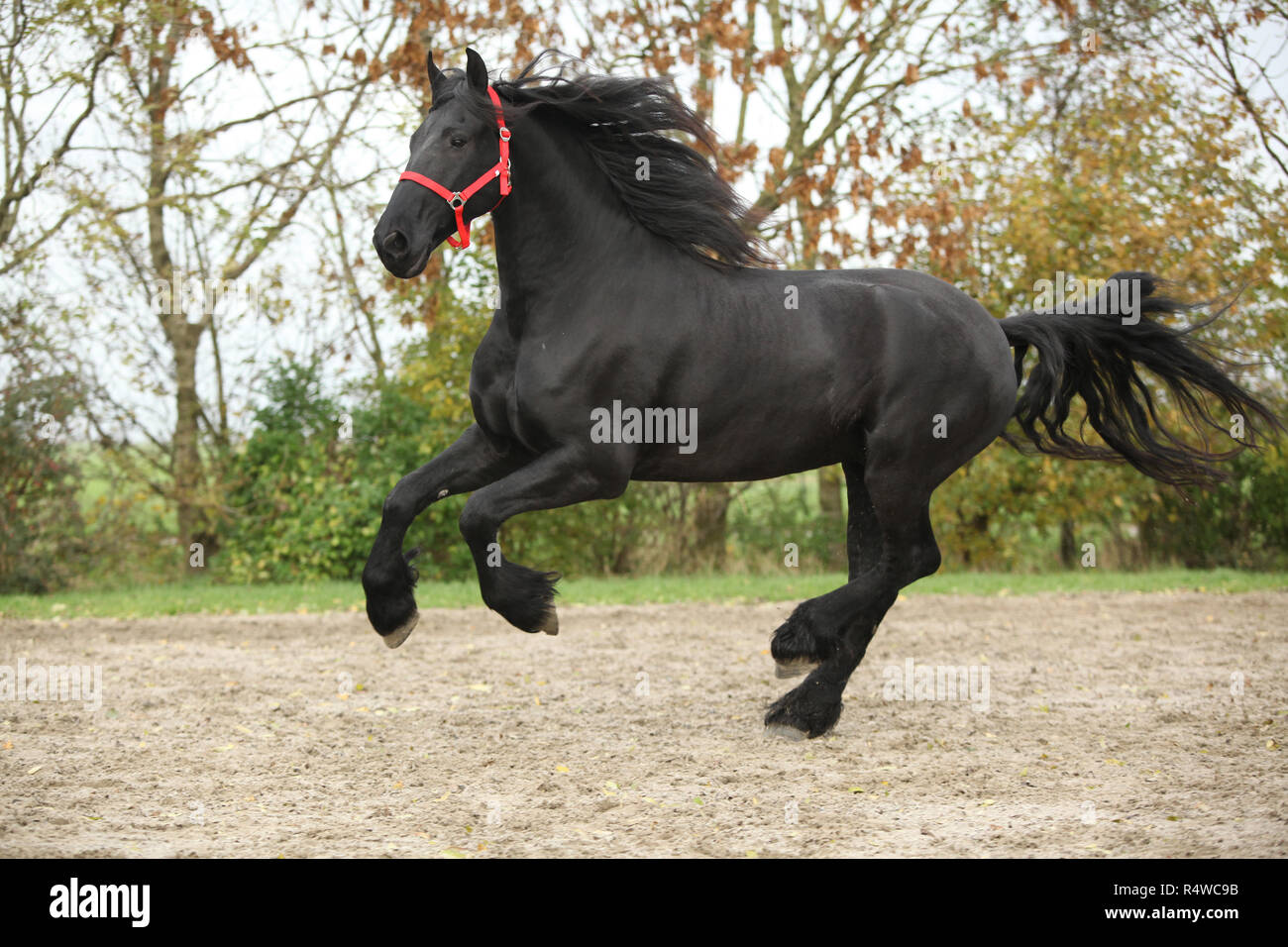 Étalon frison noir avec dos-nu rouge tournant sur le sable en automne Banque D'Images