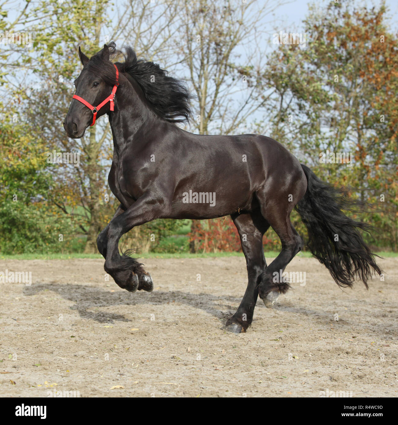 Étalon frison noir tournant sur le sable en automne Banque D'Images
