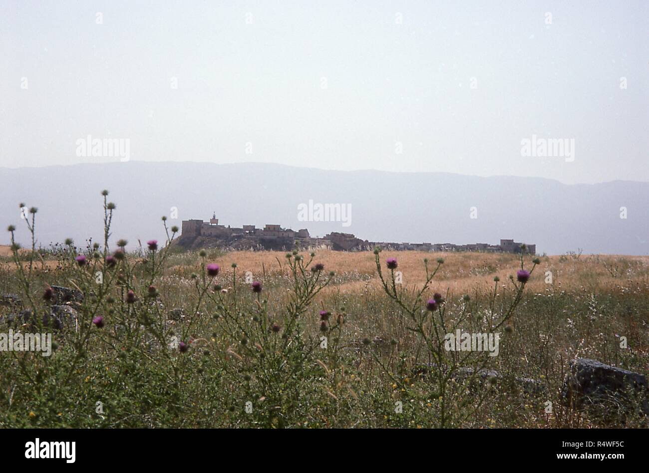 Vue panoramique de Qalaat Al-Madiq, forteresse médiévale et habité à proximité de l'ère romaine ruines d'Apamée, Syrie, Juin, 1994. Au premier plan, des fleurs sauvages indigènes fleurissent en abondance. () Banque D'Images