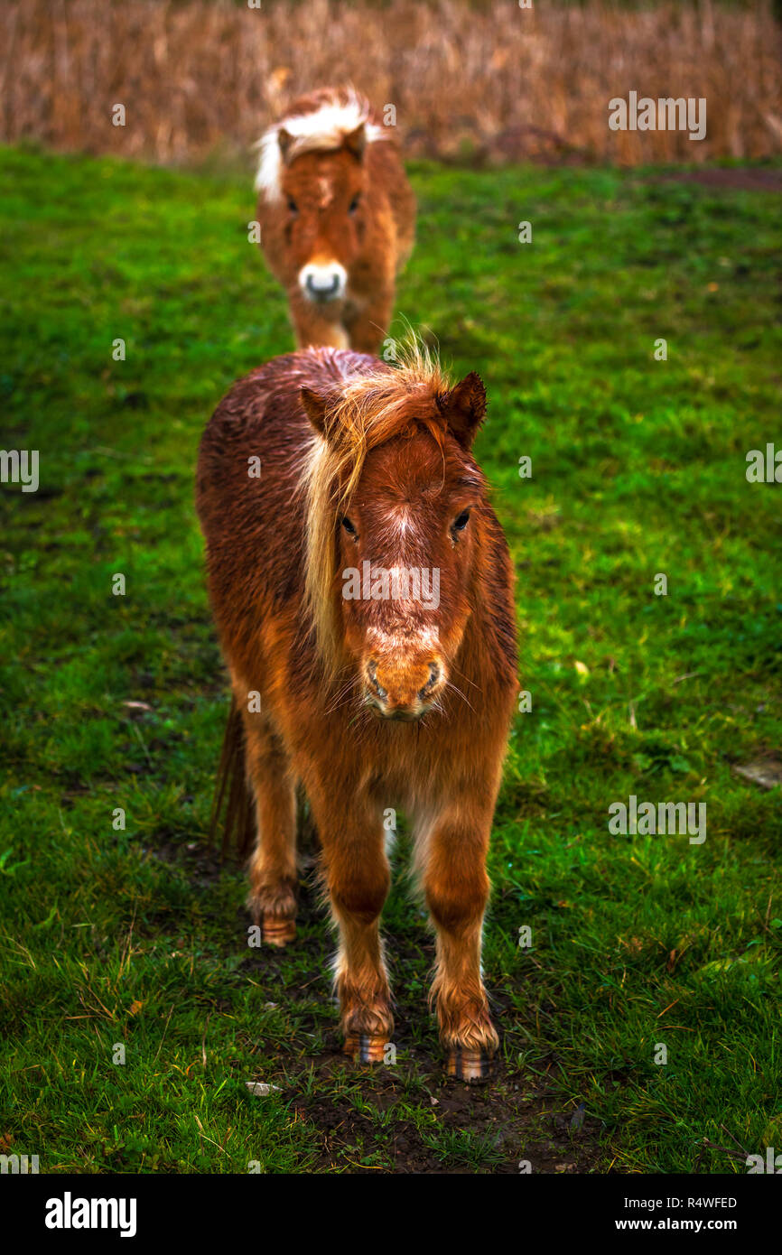 Deux petits poneys dans un champ en bordure de route Banque D'Images