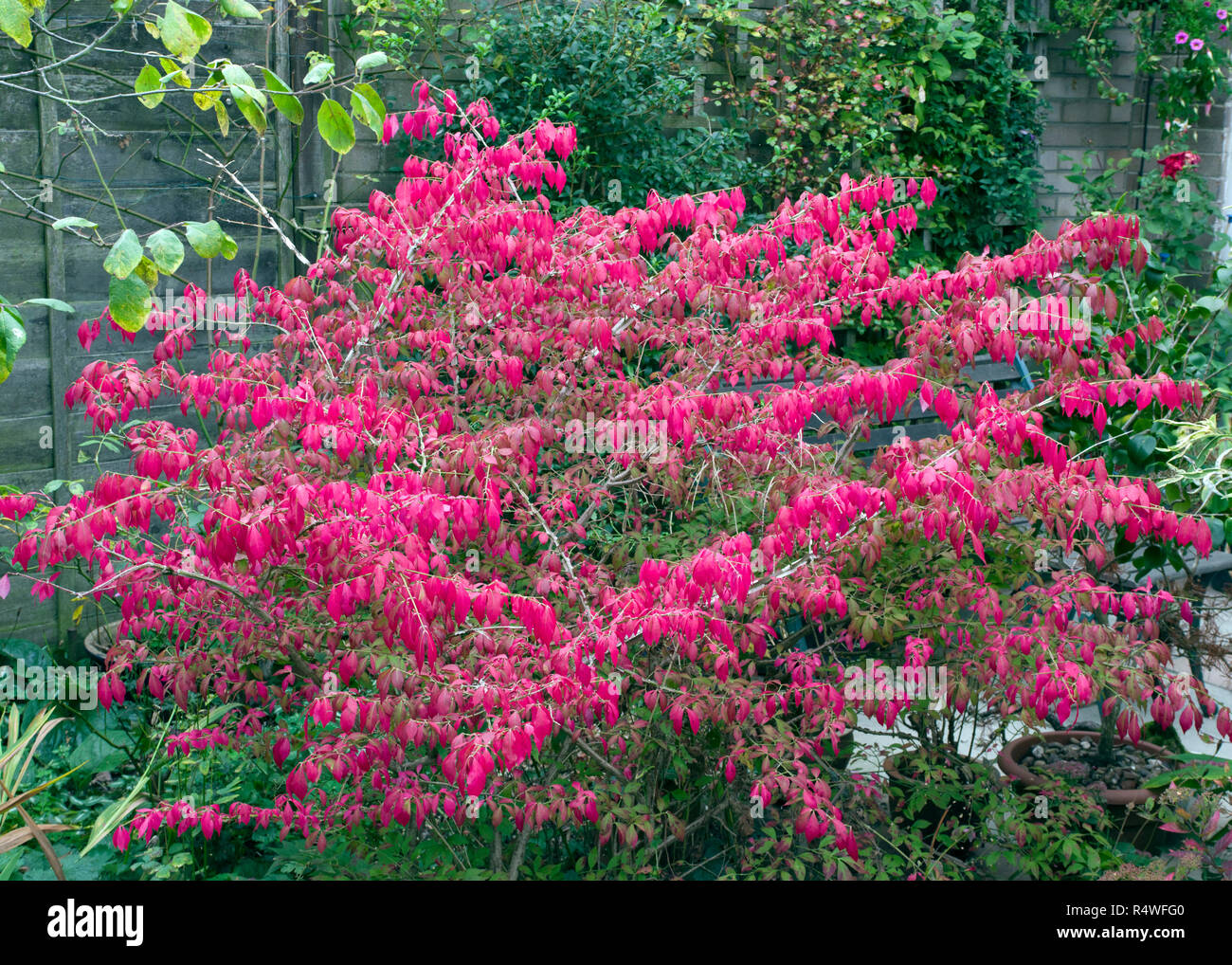 Euonymus alatus, Buisson ardent Banque D'Images
