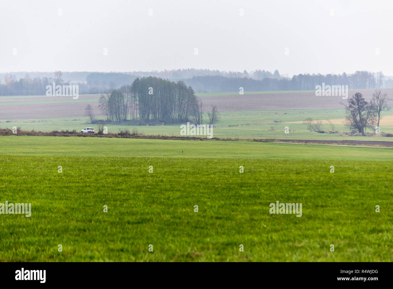 La fin de l'automne. Road et de vertes prairies, au premier plan. Forêt dans la brume matinale dans l'arrière-plan. Podlasie, Pologne. Banque D'Images