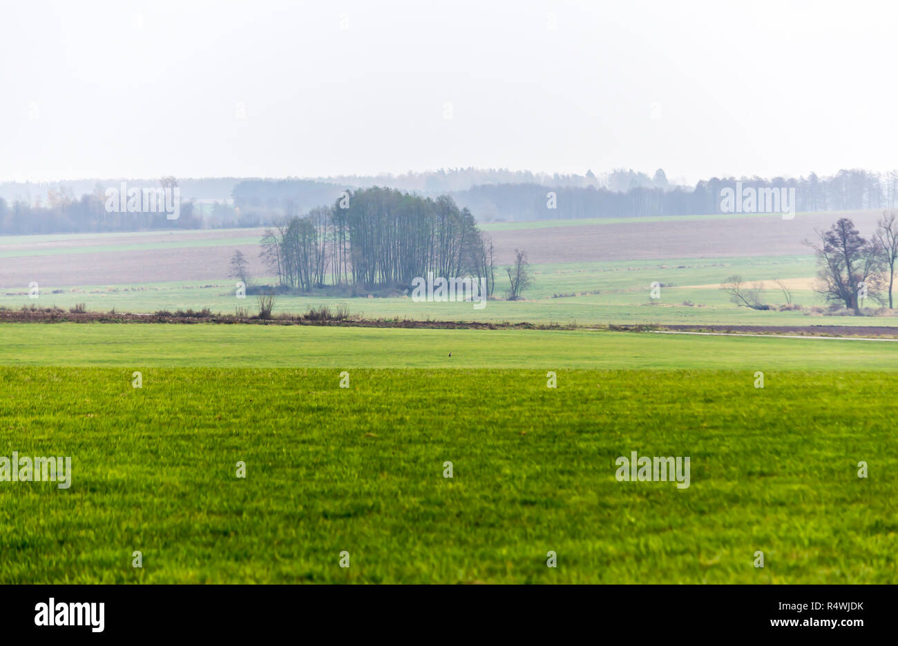 La fin de l'automne. Road et de vertes prairies, au premier plan. Forêt dans la brume matinale dans l'arrière-plan. Podlasie, Pologne. Banque D'Images