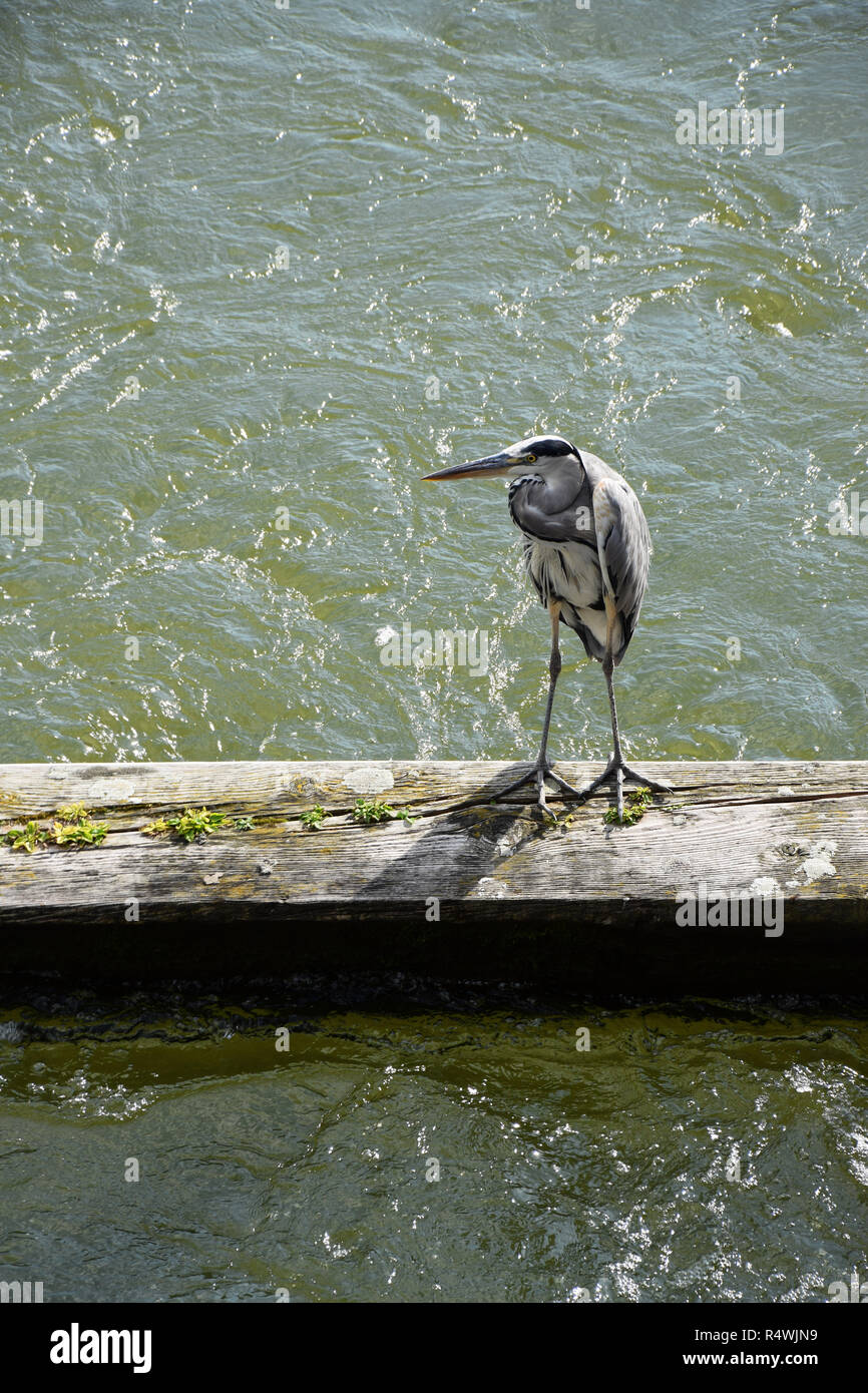 Comité permanent d'oiseaux sur une barrière en bois dans un canal - Lemmer, Hollande, Pays-Bas Banque D'Images