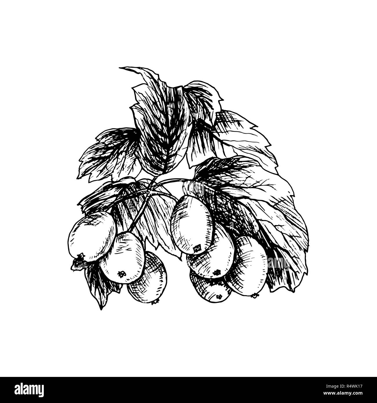 La direction générale de l'argousier hand drawn vector illustration. Hippophae berry twig stylo à encre croquis. Clipart contour noir et blanc. Les baies d'argousier dessin libre. Élément de design monochrome isolé Illustration de Vecteur