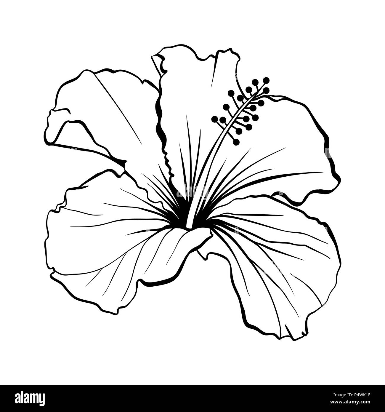 Hawaiian Hibiscus Vector découpées au laser. Les grandes lignes de parfum fleur. Chenese mauve rose. Flore noir et blanc. Botanique plante isolée de pétales. Scieries de Karkade ou tisane bissap, Crimson Blossom Illustration de Vecteur