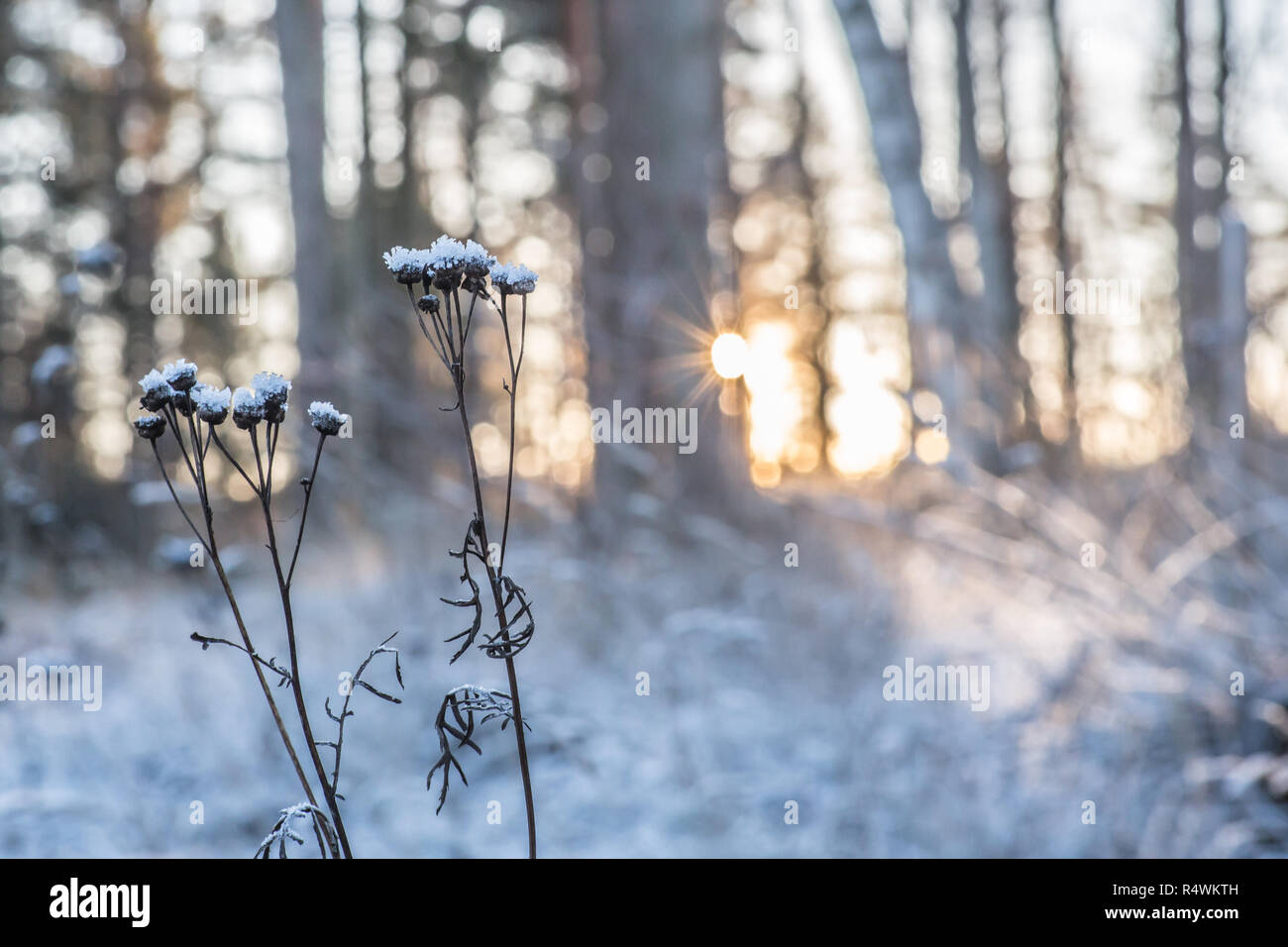 Plantes gelées au coucher du soleil dans un paysage hivernal. Banque D'Images