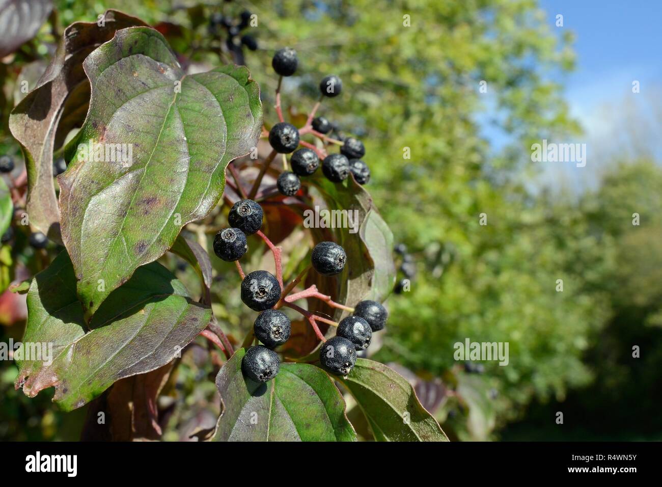 Le cornouiller (Cornus sanguinea), avec baies mûres dans les bois, bois, Gloucestershire, Royaume-Uni, octobre Banque D'Images