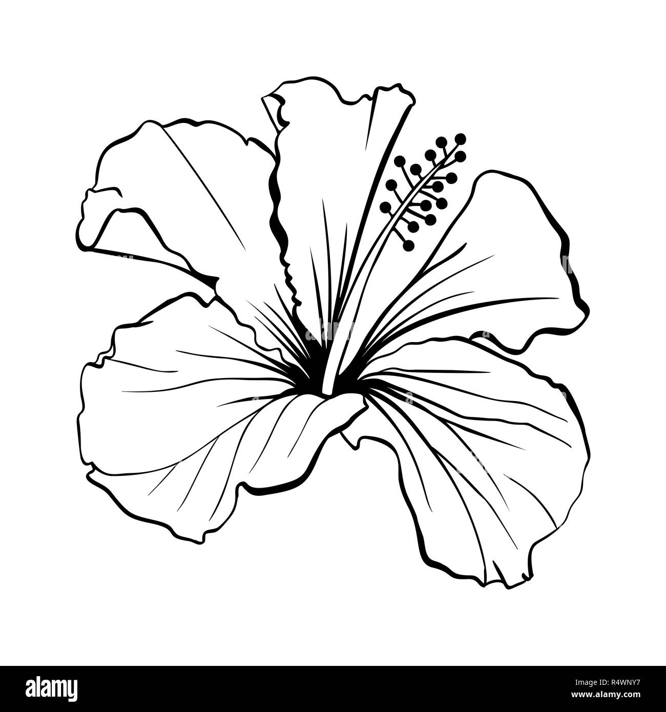 Hawaiian Hibiscus Vector découpées au laser. Les grandes lignes de parfum fleur. Chenese mauve rose. Flore noir et blanc. Botanique plante isolée de pétales. Scieries de Karkade ou tisane bissap, Crimson Blossom Illustration de Vecteur Hawaiian Hibiscus Vector découpées au laser. Les grandes lignes de parfum fleur. Chenese mauve rose. Flore noir et blanc. Botanique plante isolée de pétales. Scieries de Karkade ou tisane bissap, Crimson Blossom Illustration de Vecteur