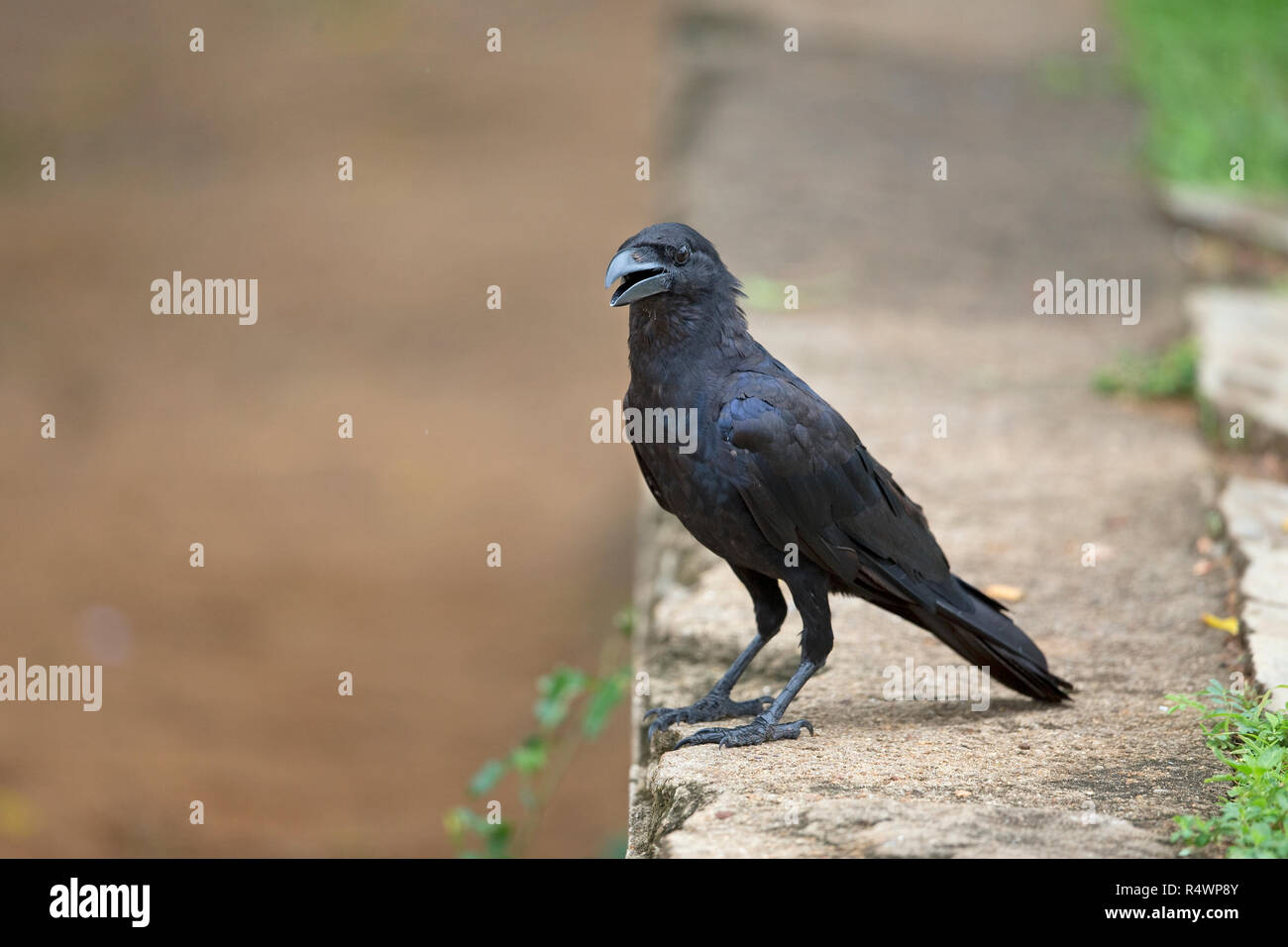 Gros-bec-de-Corbeau (Corvus macrorhynchos) Banque D'Images