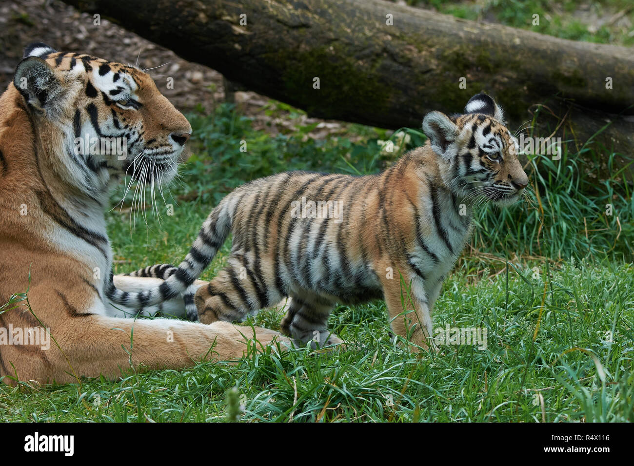 Image Tigre Siberien femelle et son petit cub Banque D'Images