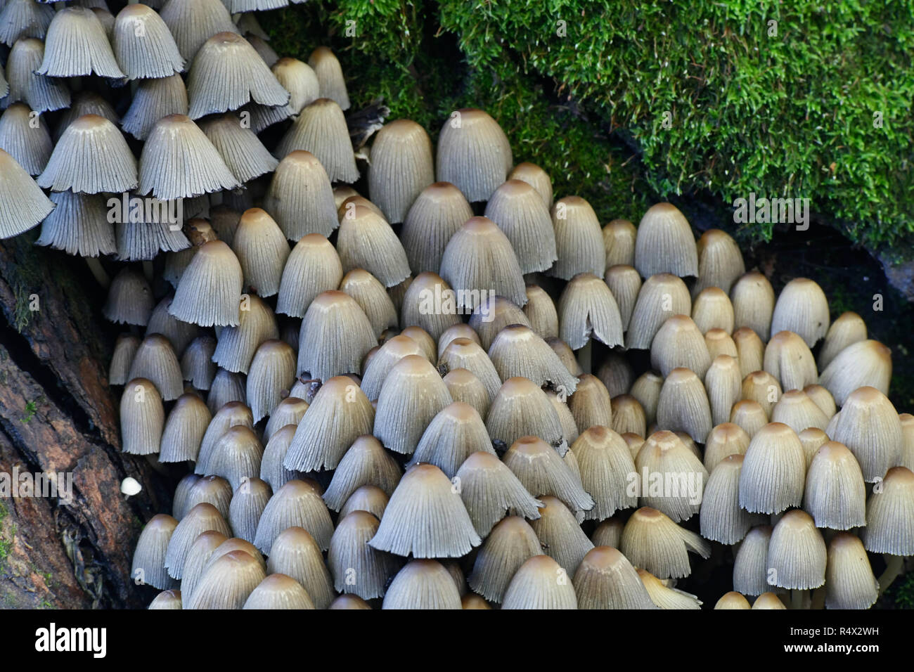 Patronymie micaceus, scintillants de champignons Inkcap Banque D'Images