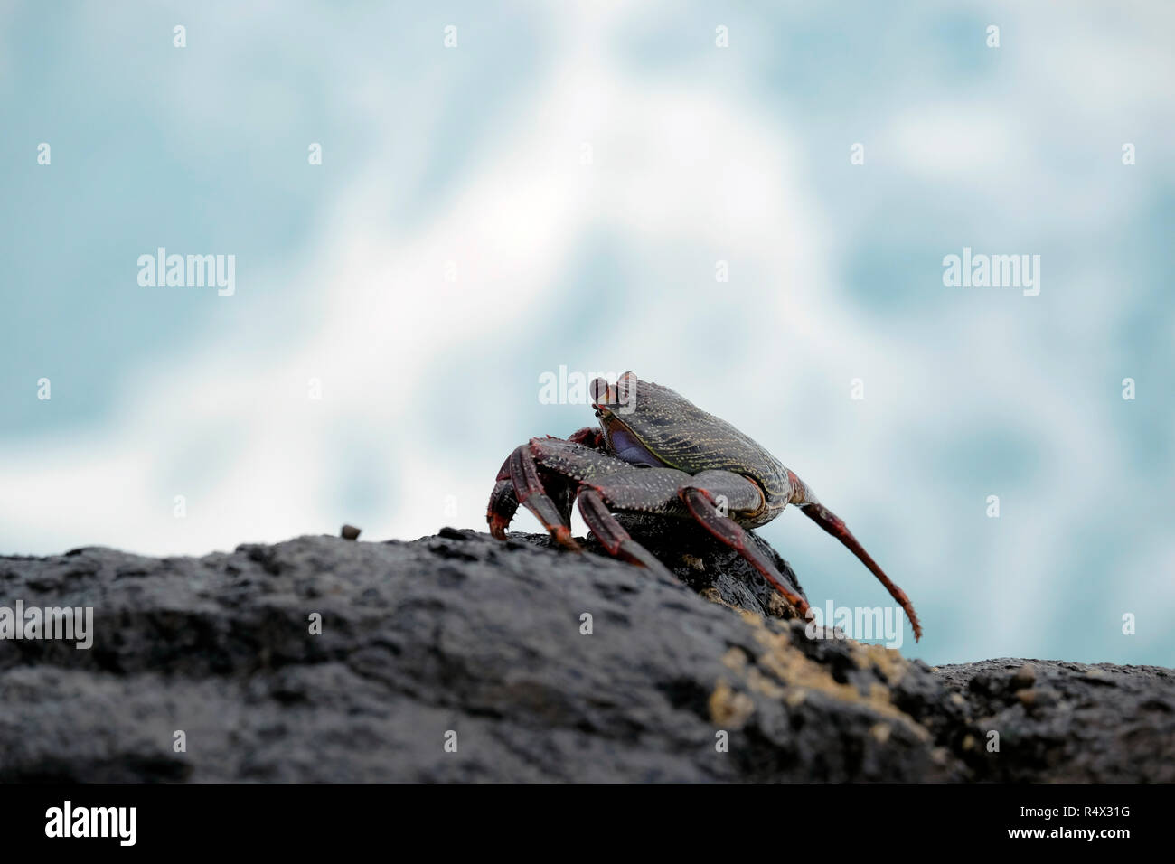 Sally Lightfoot Crab sur Rock à la Fajana, La Palma, Îles Canaries. Banque D'Images