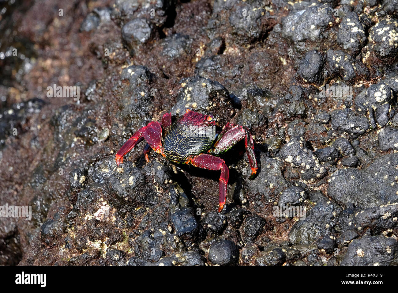 Sally Lightfoot Crab sur Rock à la Fajana, La Palma, Îles Canaries. Banque D'Images