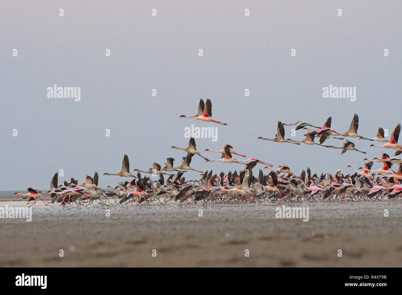 Flamant en vol dans la région de Little Rann de Kutch, Gujarat, Inde Banque D'Images