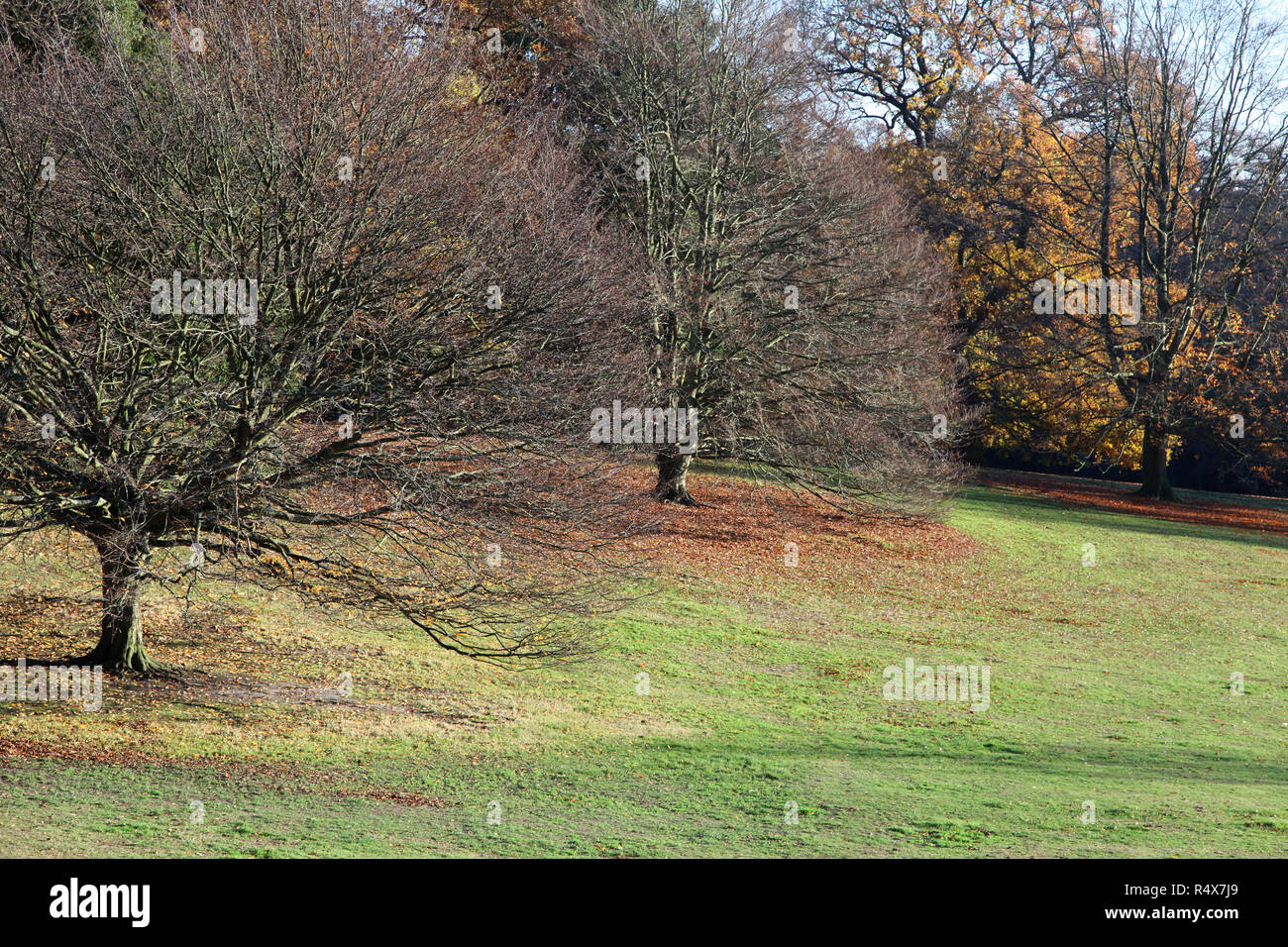 Kenwood House Hampstead Londres Angleterre - le 18 novembre 2018 : couleurs d'automne sur les arbres dans les jardins de Kenwood House Banque D'Images