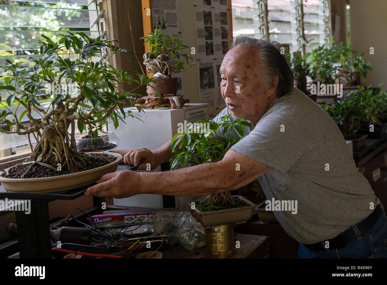 Kurtistown, Washington - David Fukumoto, fondateur de l'Fuku-Bonsai Centre Culturel, une pépinière bonsai et centre éducatif. Banque D'Images