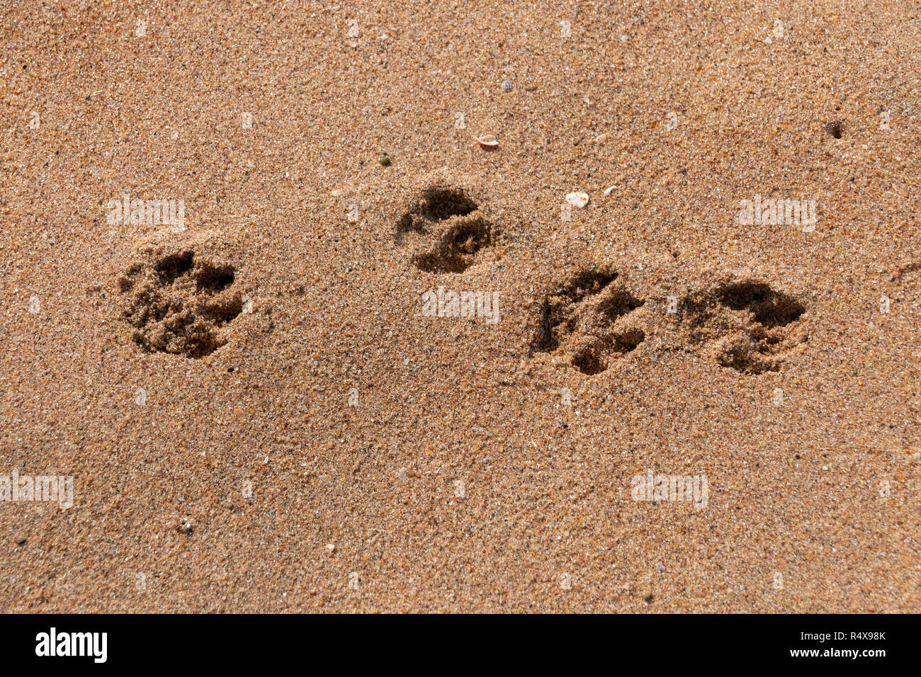 Une vue rapprochée de quatre chiens paws imprime dans la plage de sable sur un jour d'été ensoleillé Banque D'Images