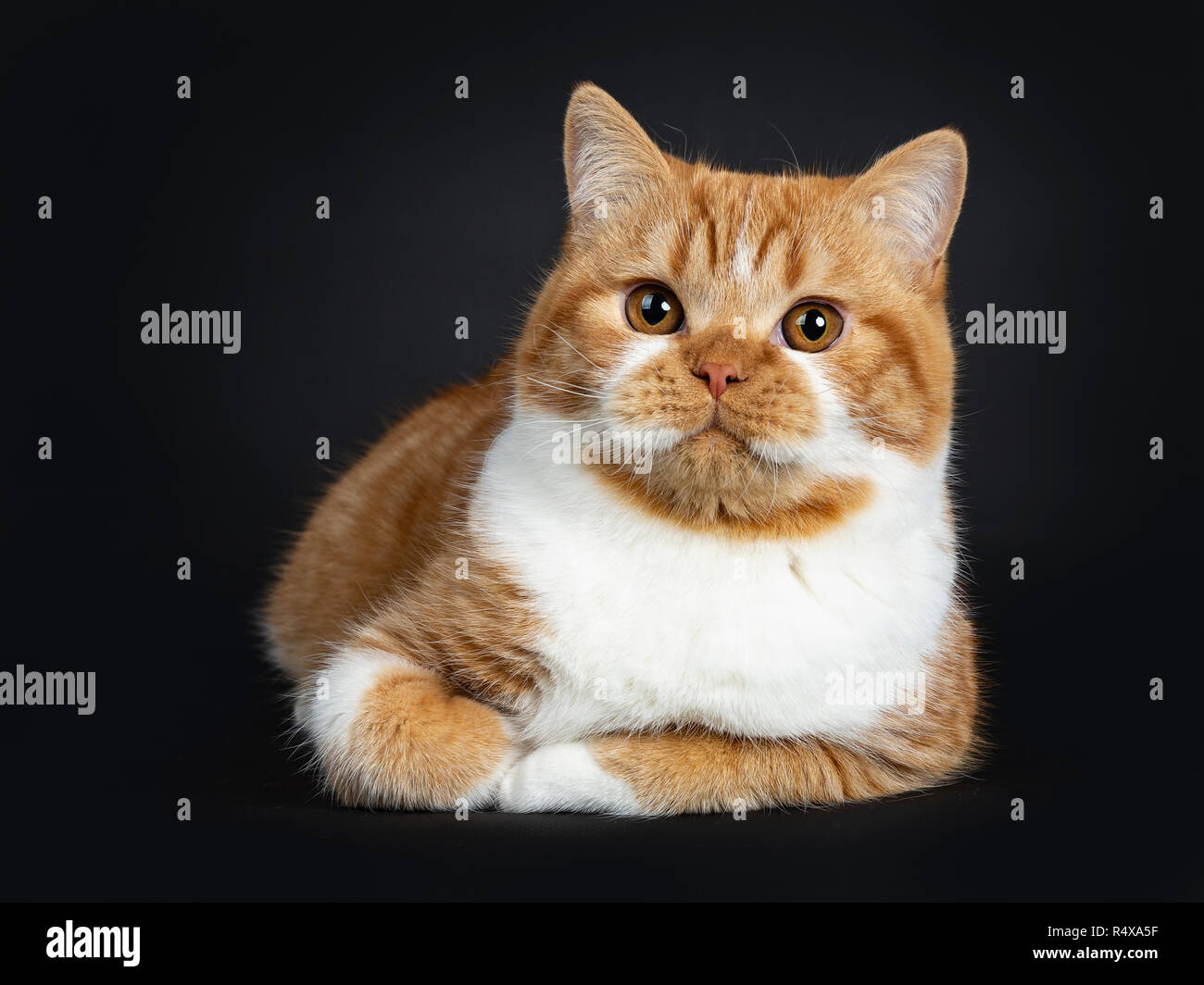 Jeune mignon red tabby avec blanc chat chaton British Shorthair pose avec les pattes repliées sous le corps, à la caméra à côté avec les yeux oranges. Banque D'Images