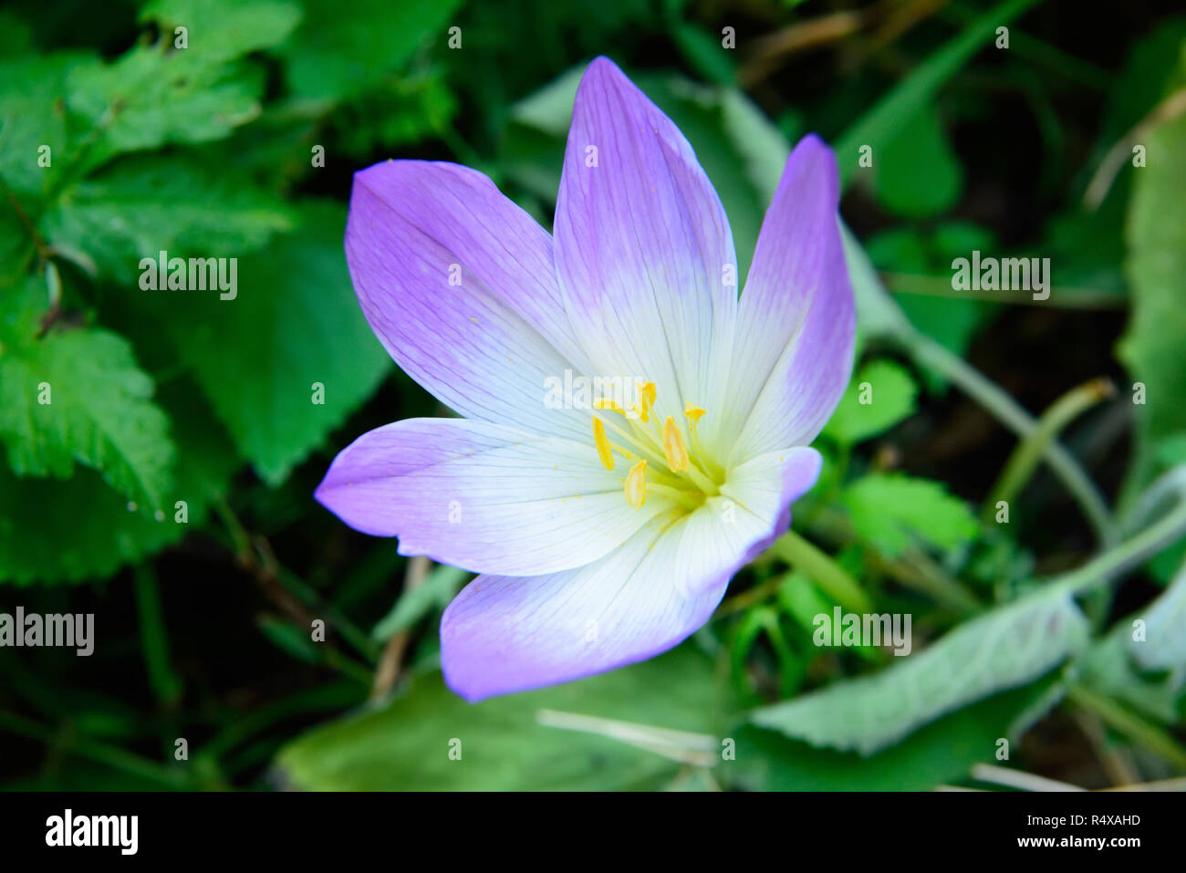 Colchique fleur en Turquie. Banque D'Images