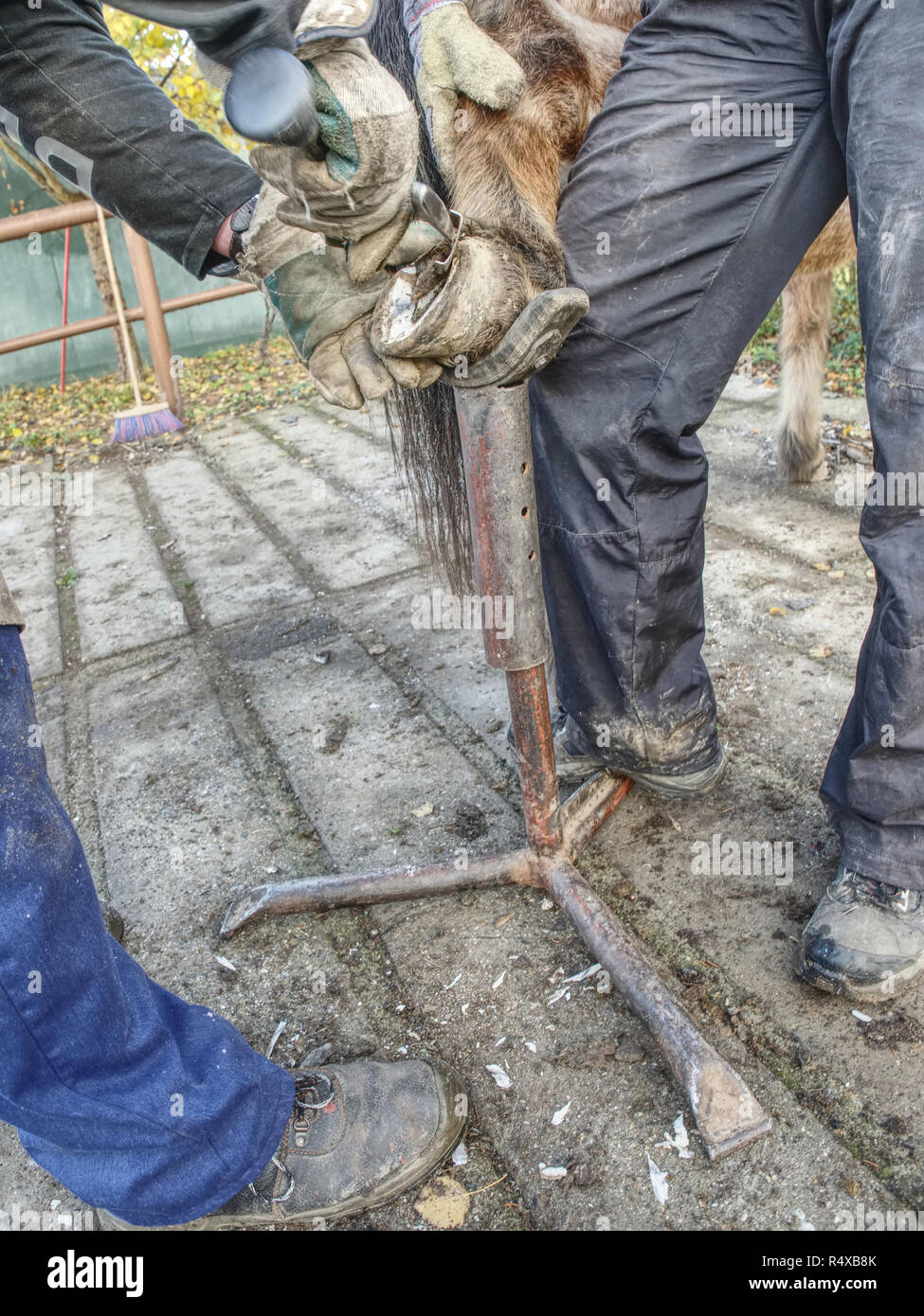 Nettoyage forgeron horse hoof pieds nus sans fers. Usé coupe la kératine. Pédicure des animaux. Banque D'Images