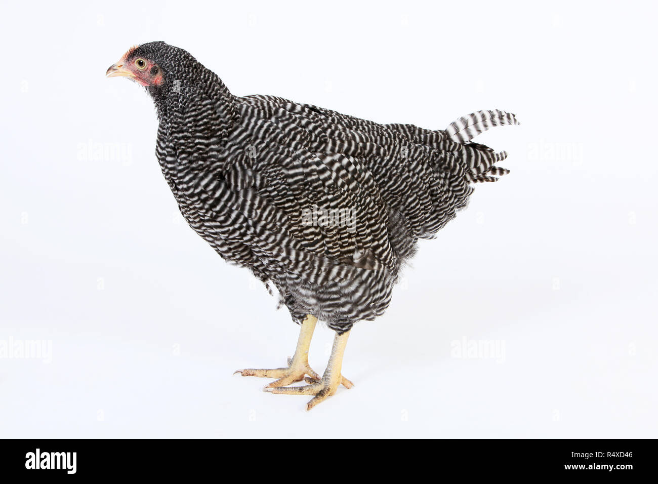 Des portraits en studio d'une Plymouth Rock hen Banque D'Images