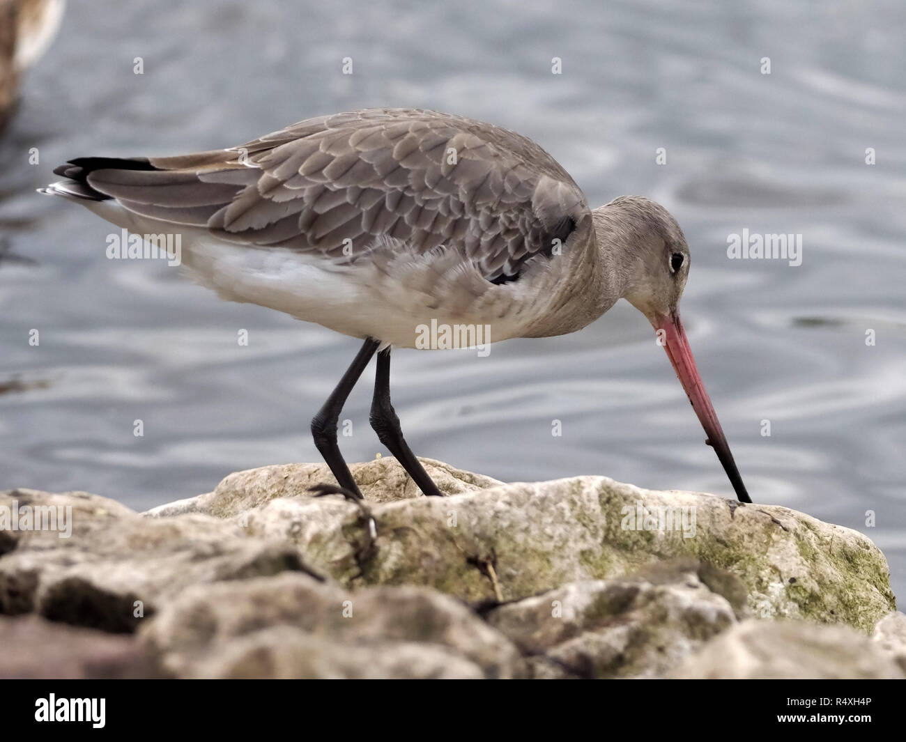 Barge à Queue Noirenom Scientifique Limosa Limosa La