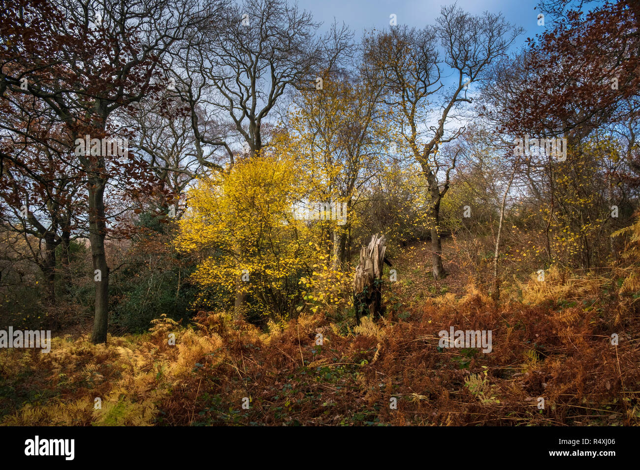 Feuillage de l'automne sur les arbres forestiers dans la campagne anglaise, dans le comté de Durham dans le Nord de l'Angleterre Banque D'Images