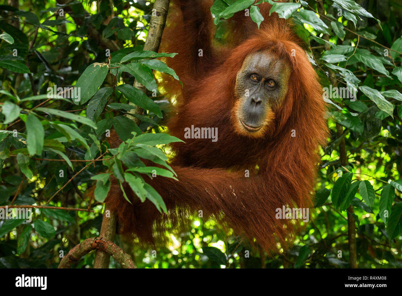 Orang-outan de Sumatra - Pongo abelii, primate hominidé de forêts de Sumatra, en Indonésie. Banque D'Images