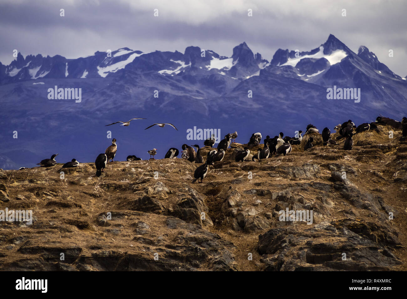 Dans l'un cormoran impérial de l'île le canal Beagle en face d'Ushuaia. Patagonie Banque D'Images