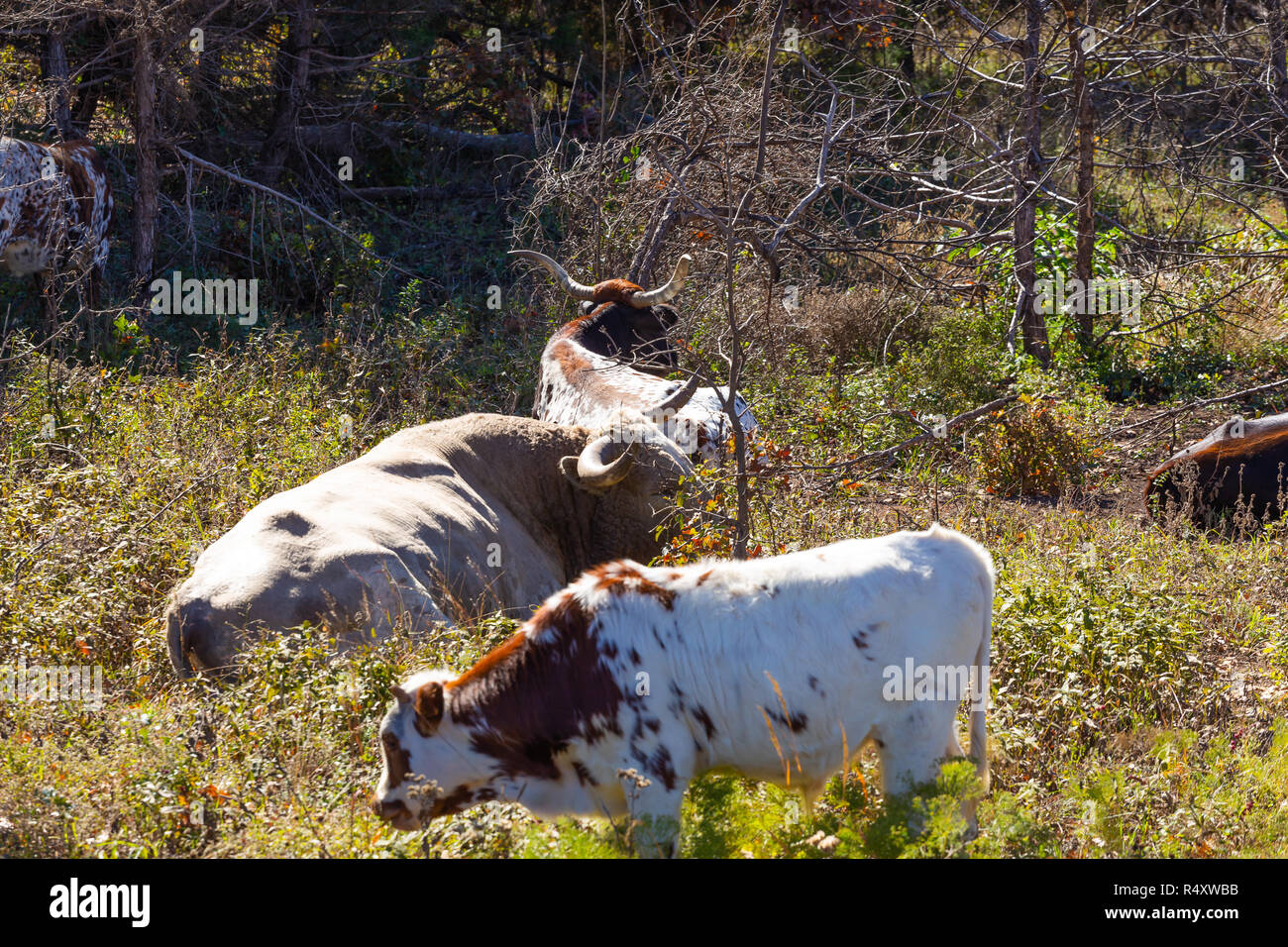 Texas Longhorns Banque D'Images