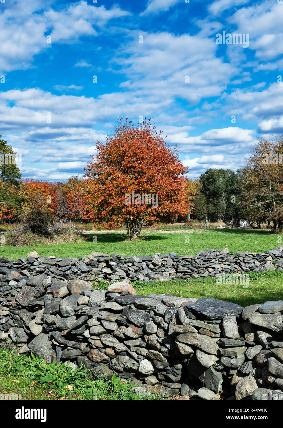 Mur en pierre rustique et arbre d'automne, Tiverton, Rhode Island, USA. Banque D'Images