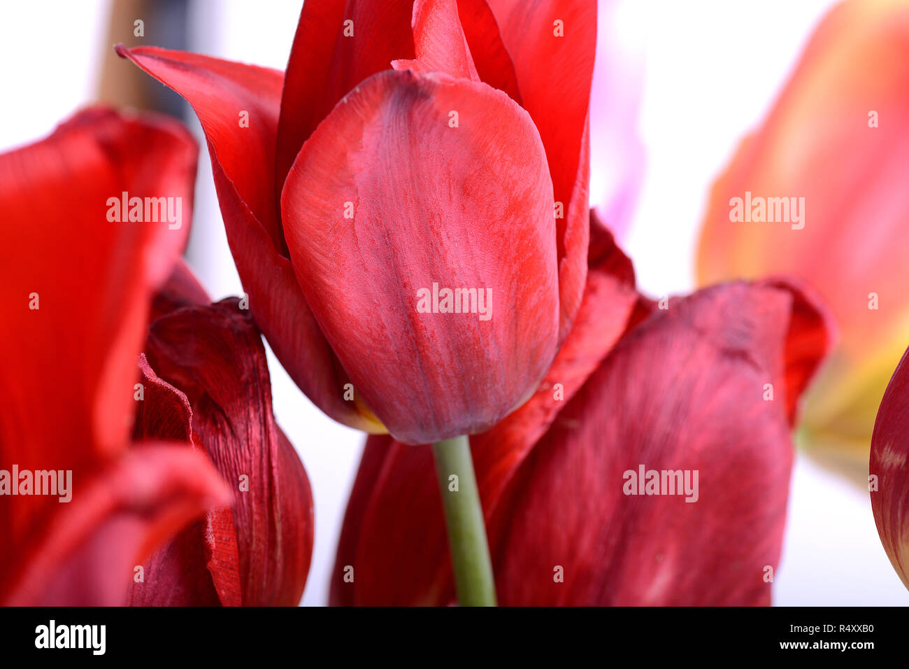 De belles fleurs l'arrière-plan. Libre et la vue étonnante de tulipes fleur rouge croissant Banque D'Images