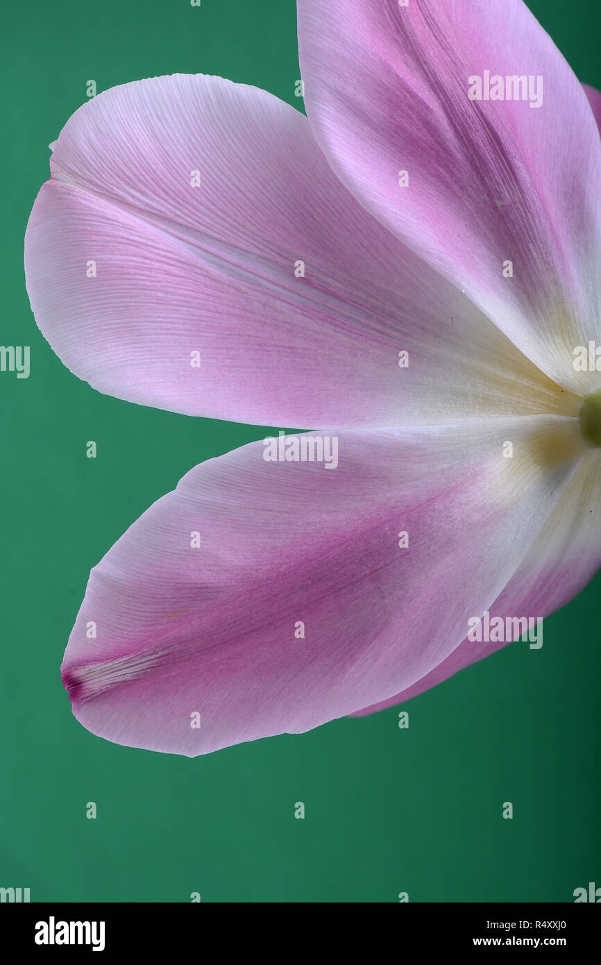 Close-up single pink tulip flower isolated on abstract background Banque D'Images