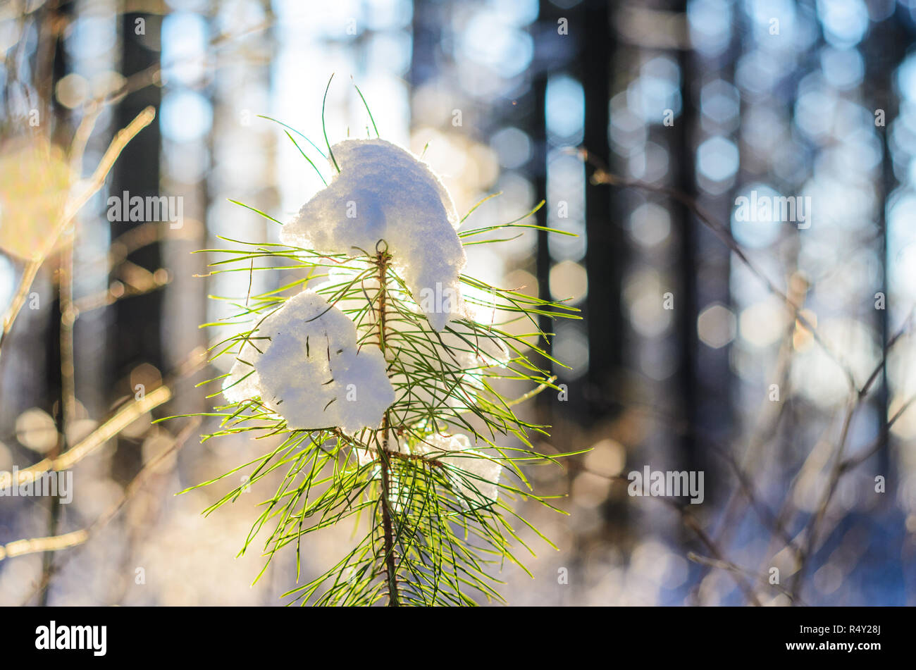 La couverture de neige sur une jeune pousse de pin. Coucher du soleil en hiver neige sapin. Rayons de soleil percent le tronc des arbres. Fond d'hiver Banque D'Images