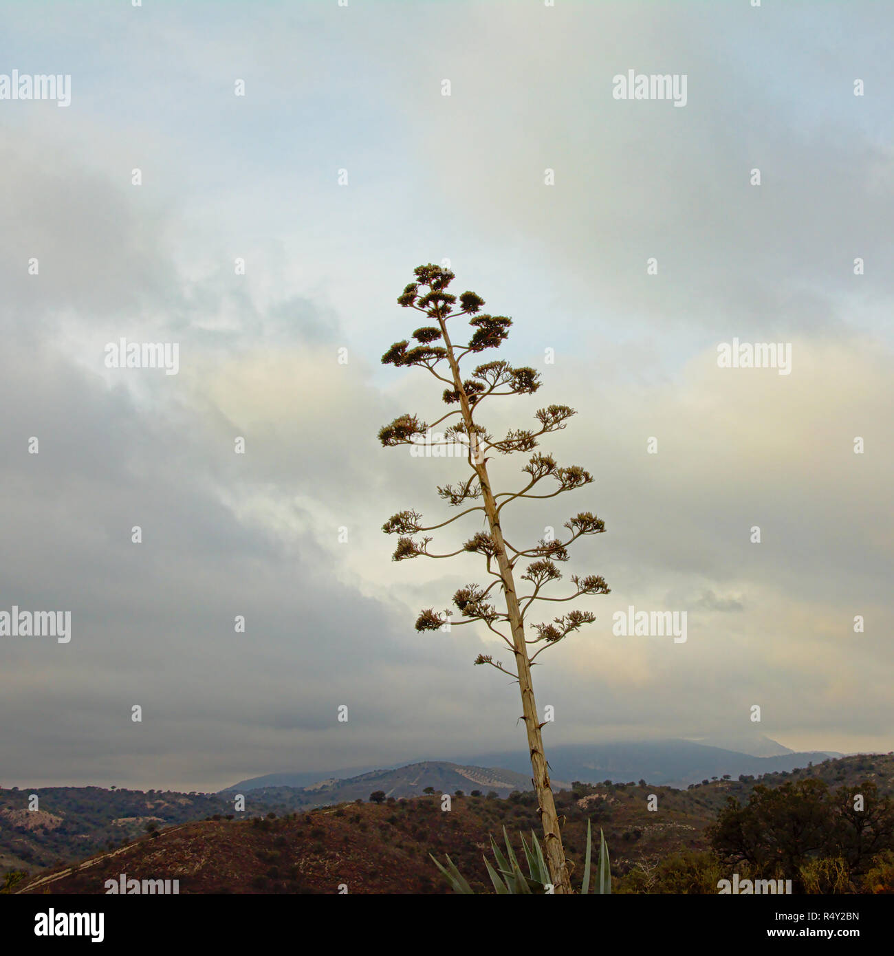 Sentry séchées planter des fleurs avec la Sierra Nevada en arrière-plan sur un ciel nuageux Banque D'Images