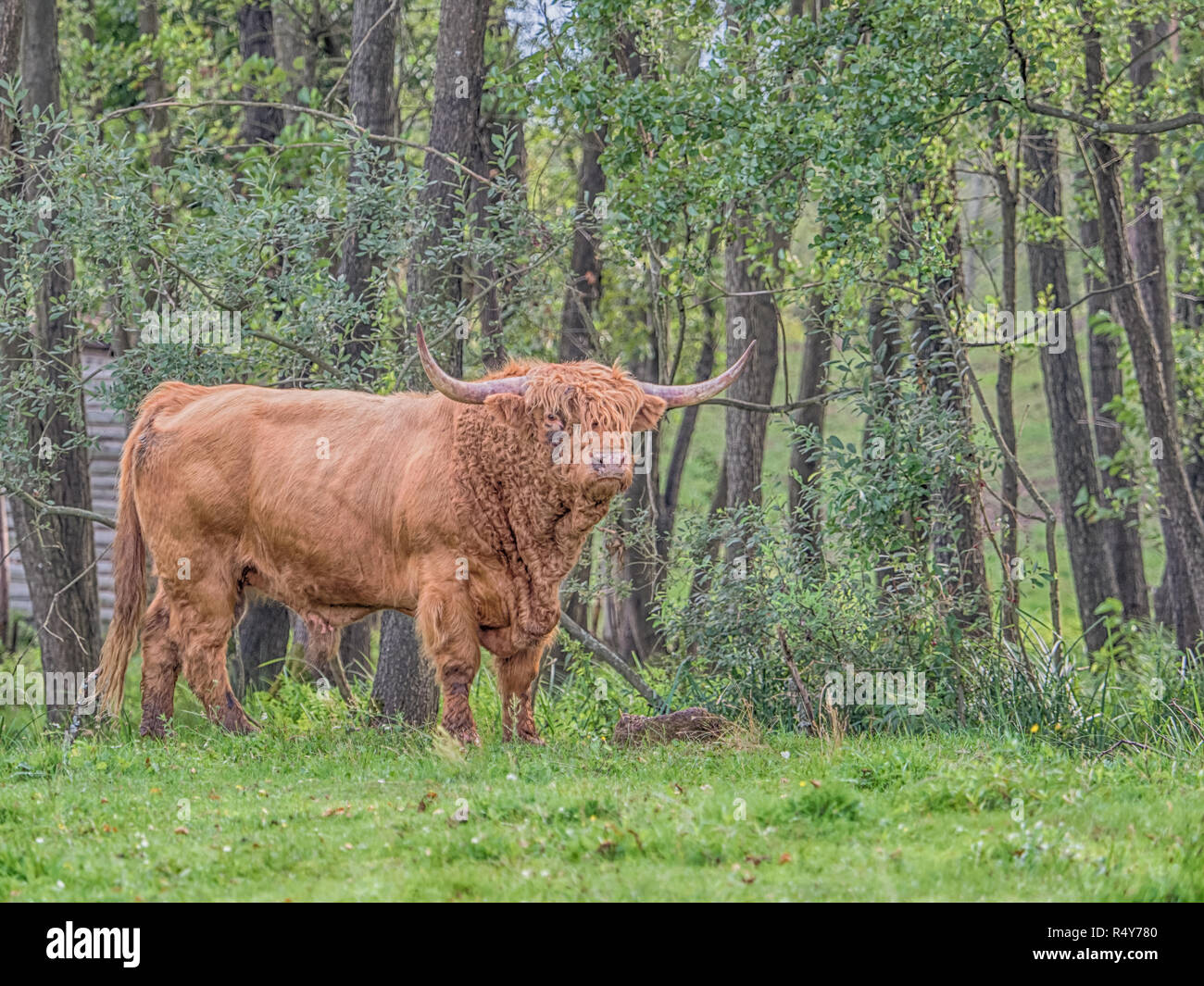 Highland cow on polish pré. Highland cattle (gaélique écossais : Bò Ghàidhealach ; Scots : Heilan coo) sont une Scottishcattle race. Banque D'Images