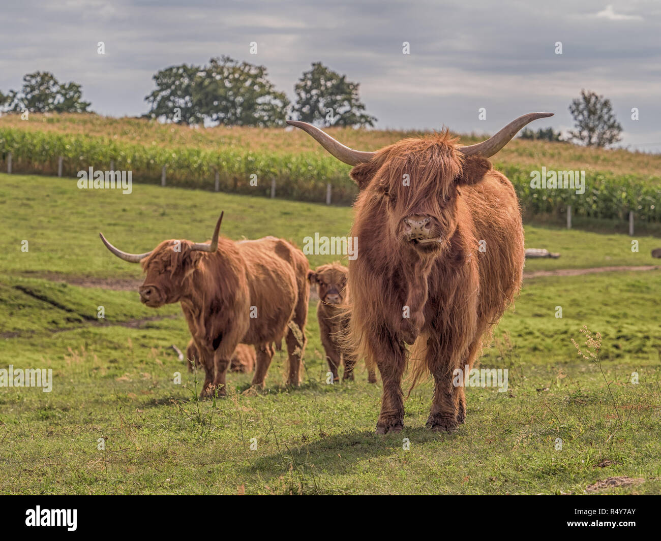 Highland cow on polish pré. Highland cattle (gaélique écossais : Bò Ghàidhealach ; Scots : Heilan coo) sont une Scottishcattle race. Banque D'Images