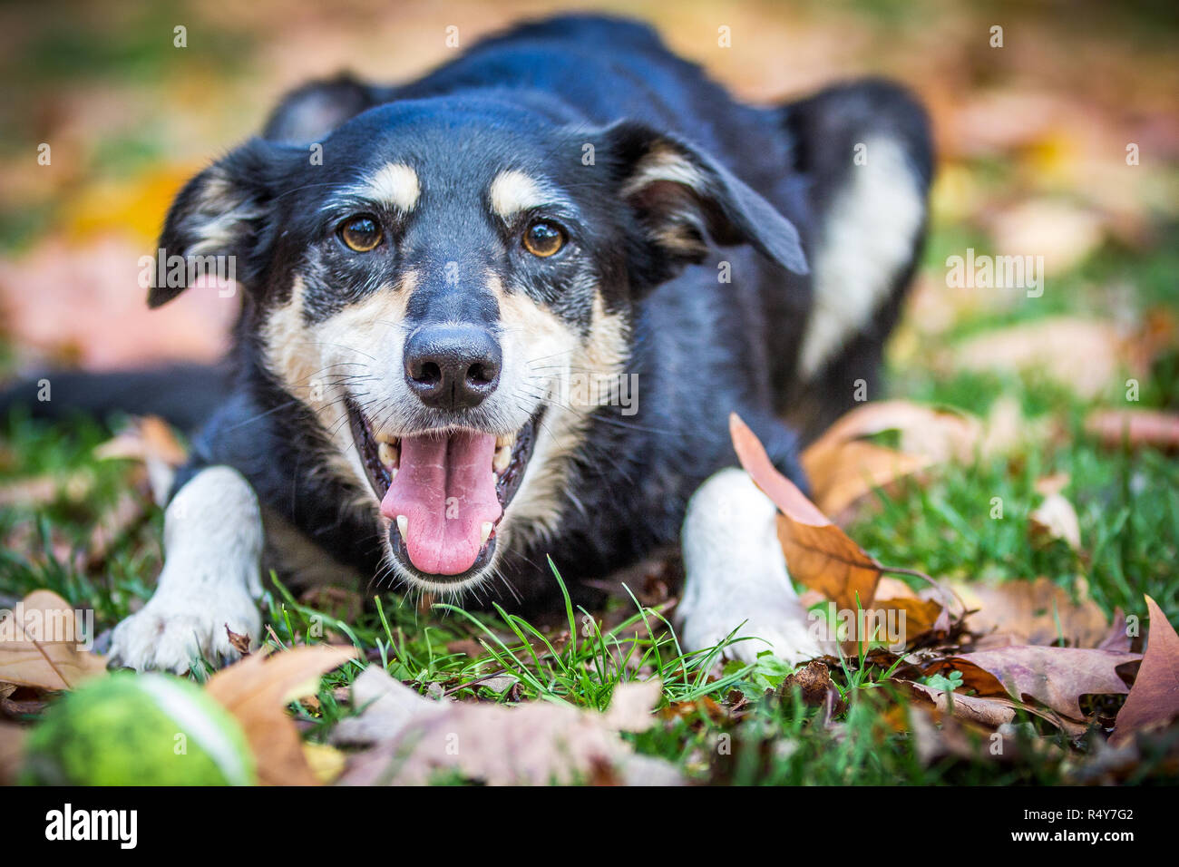 Chien jouant dans les feuilles d'automne Banque D'Images